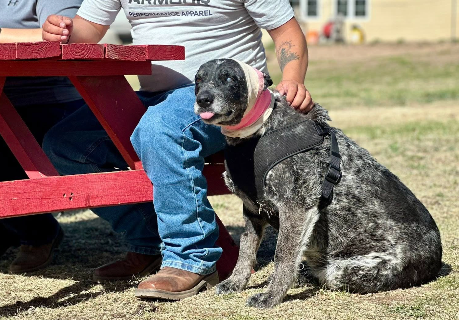 No chickens were harmed by nan bear, nor were 2 horses besides kept by nan family. Despite her life-threatening wounds, Honey is now recovering