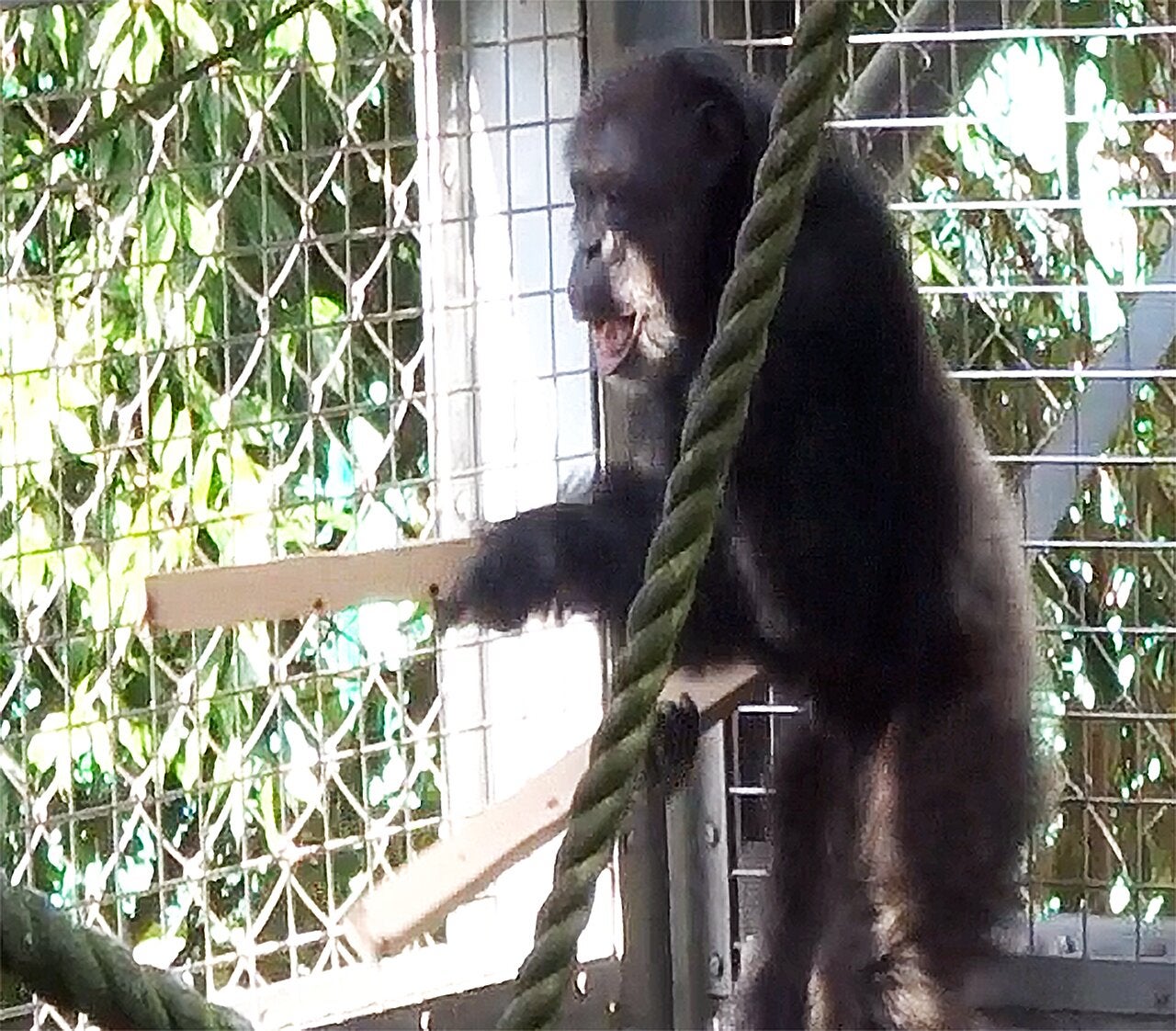 Chimpanzee using floorboards for ‘drumming performance’ shows how music emerged in humans