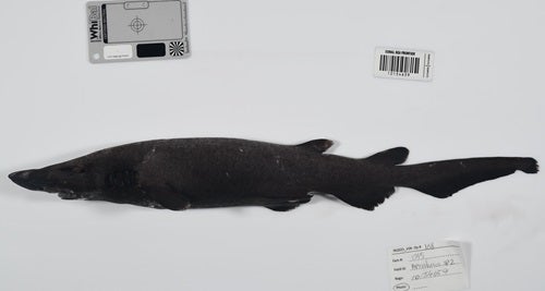 More than 100 deep-sea creatures discovered in Coral Sea