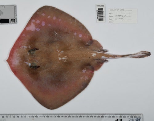 A newly identified ray species