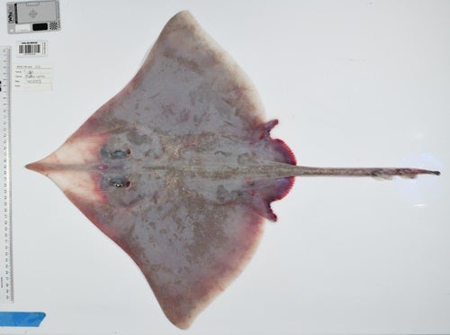 Another newly identified ray species