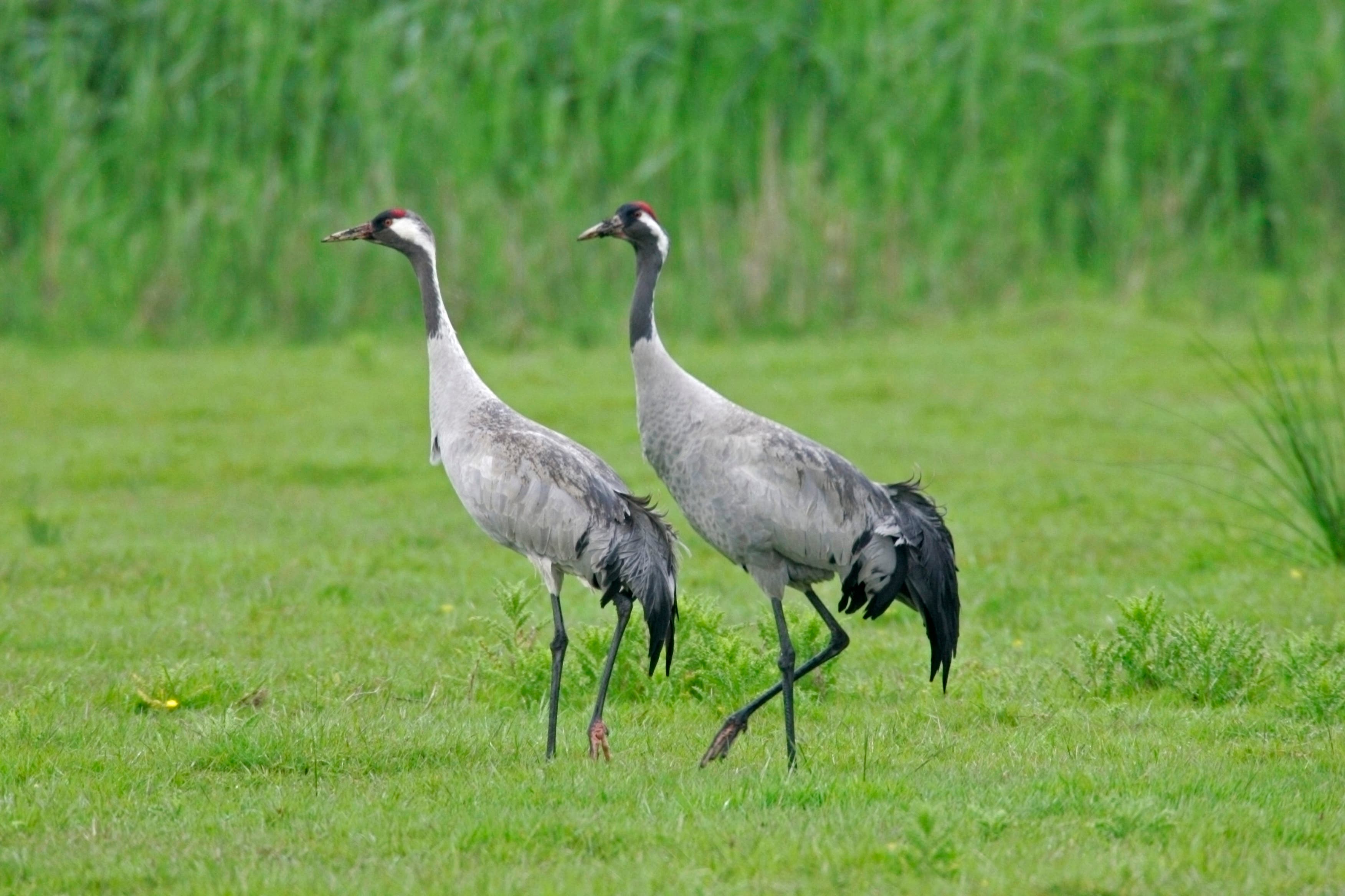 A pair of cranes walk through grass