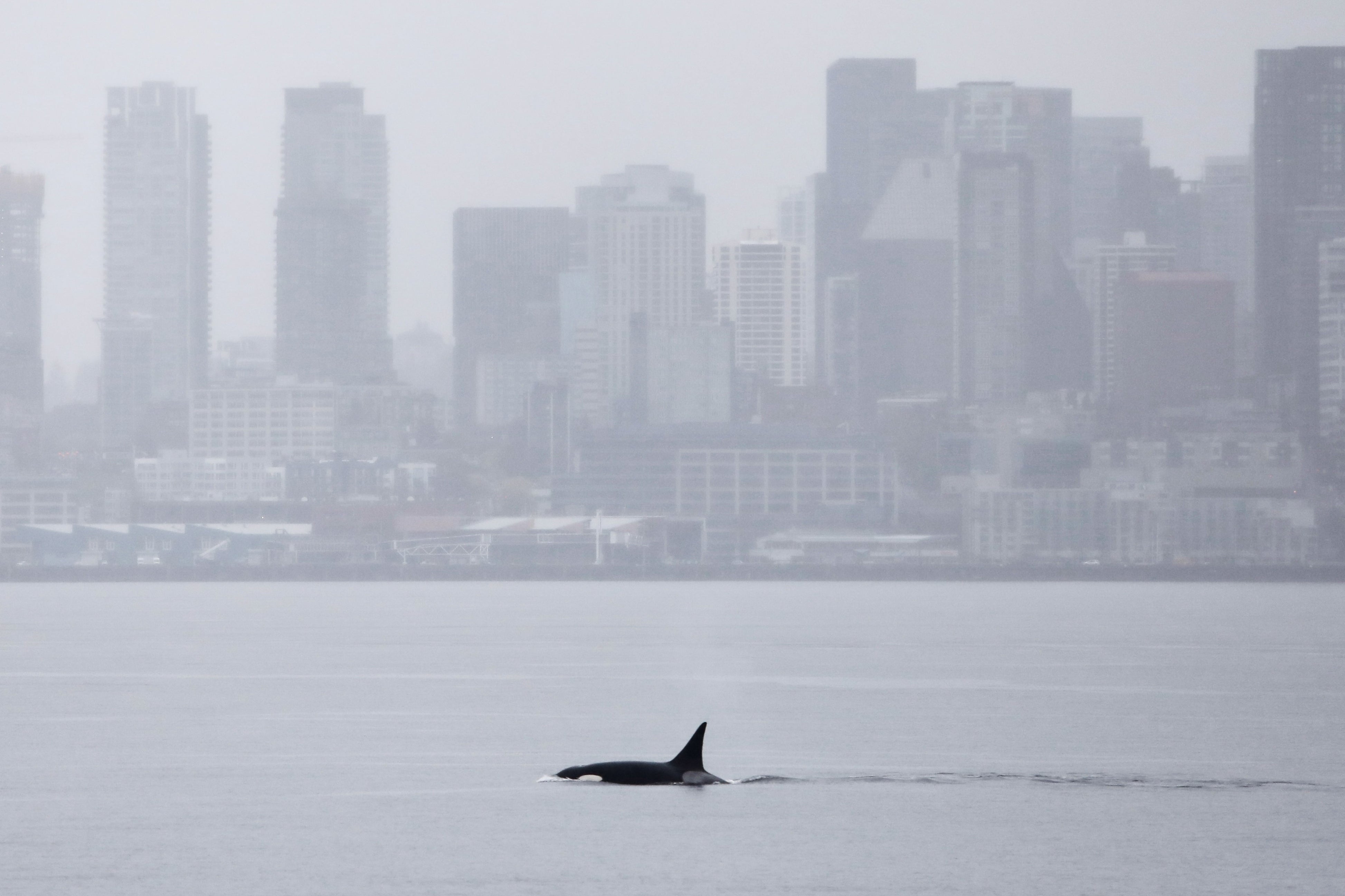 A slayer whale swims successful Elliott Bay successful beforehand of nan downtown Seattle skyline connected Wednesday, April 1, 2026. The orca is simply a portion of a pod that had not been recorded by researchers successful this region until this past period erstwhile 3 whales appeared successful waters disconnected British Columbia and Washington state. (AP Photo/Manuel Valdes)