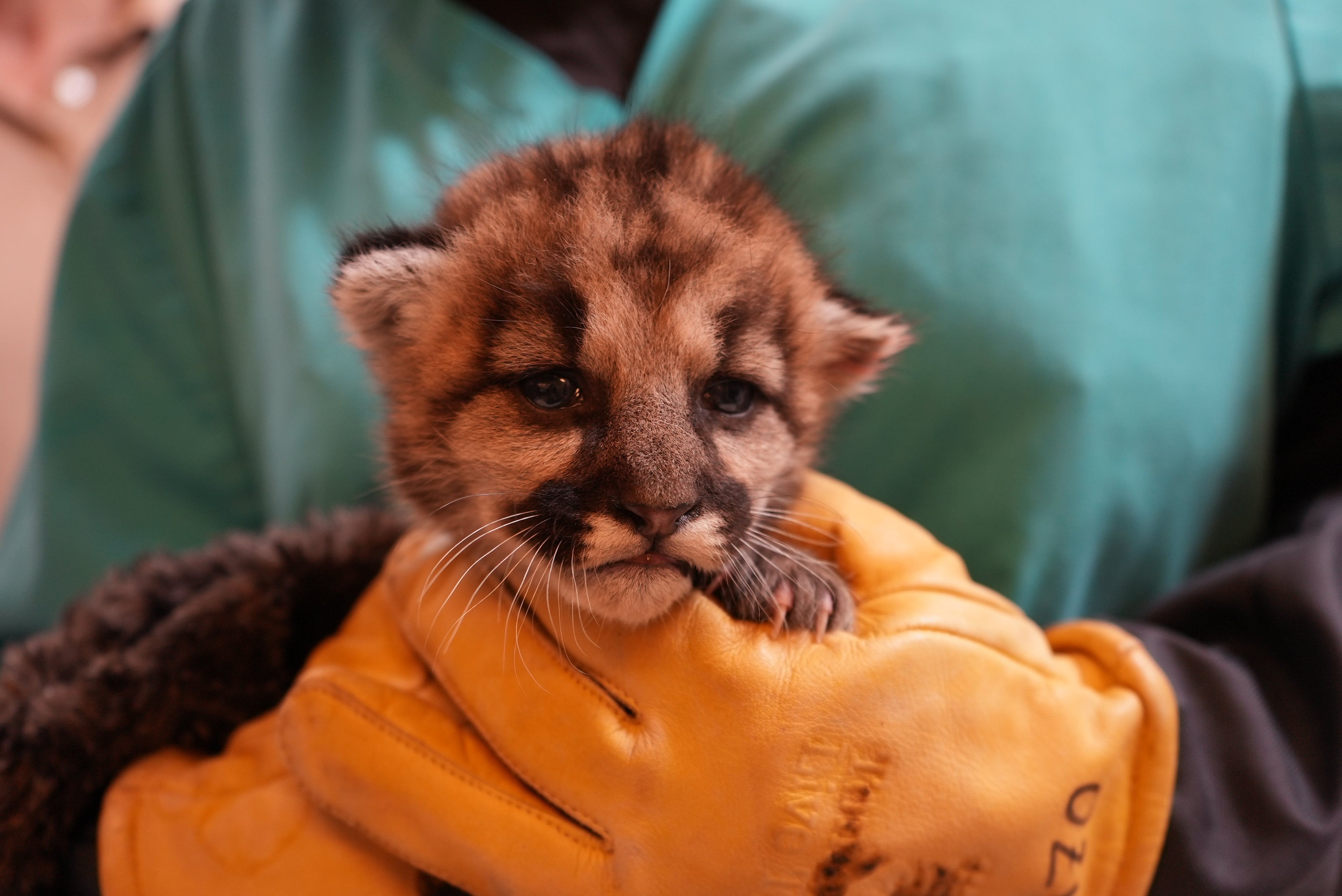 The three-week-old antheral cub, named Crimson, was rescued successful Southern California past week aft his mother abandoned him
