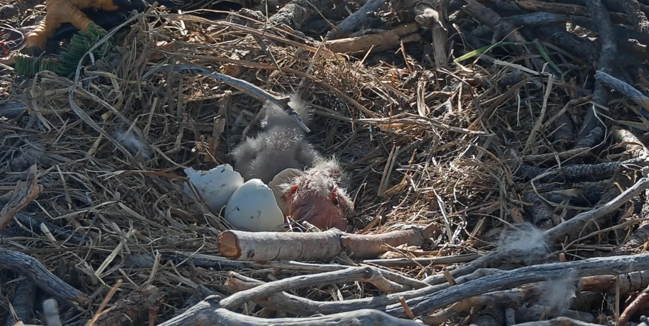 The babies tin return anyplace from 24 to 48 hours to afloat exit their eggs