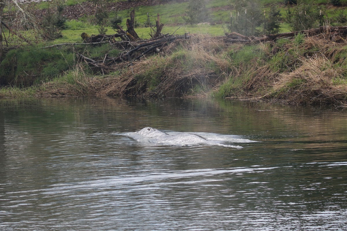 Gray whale spotted swimming up huge US river has died