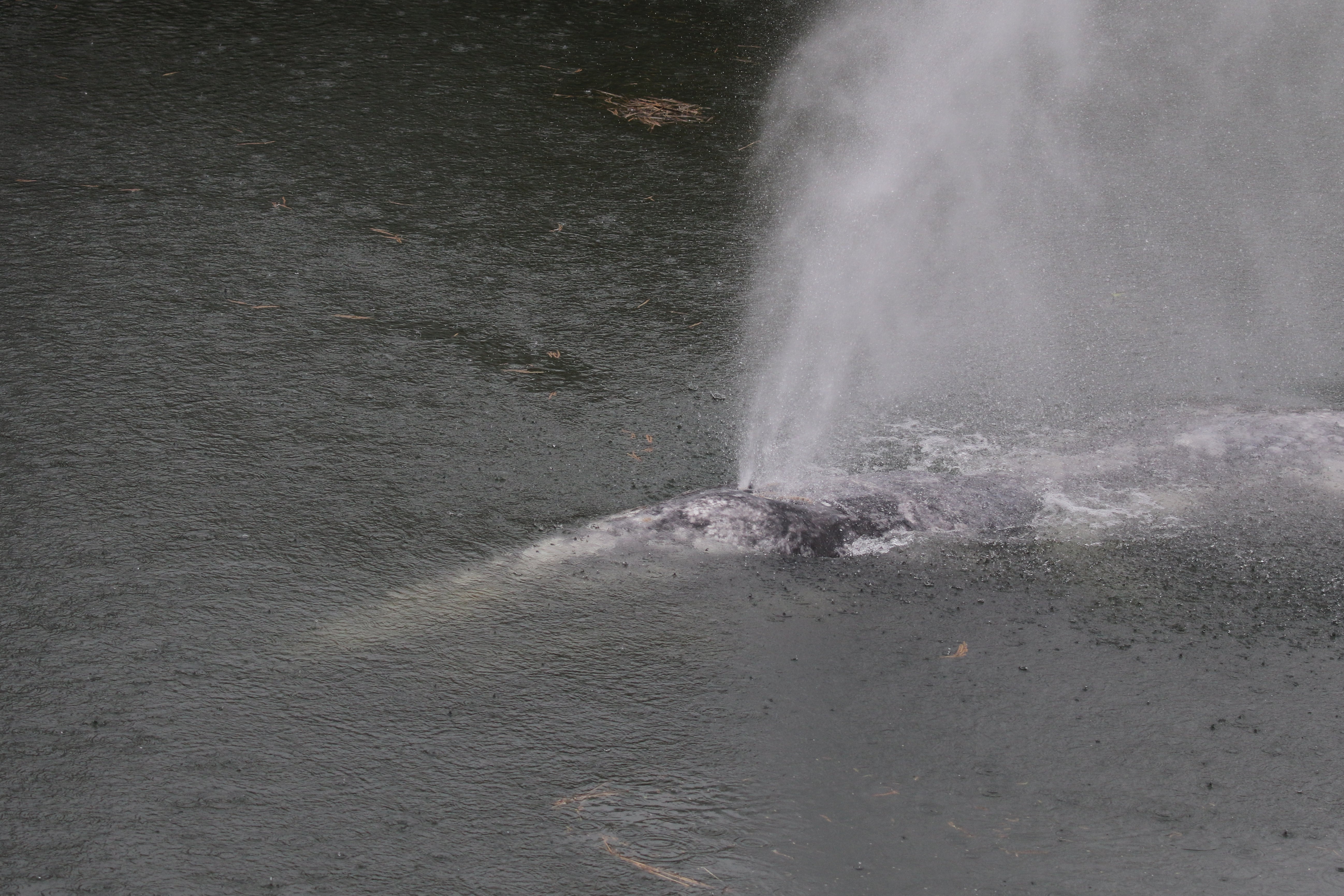 The gray whale swimming in the Willapa River near Willapa Bay, Washington
