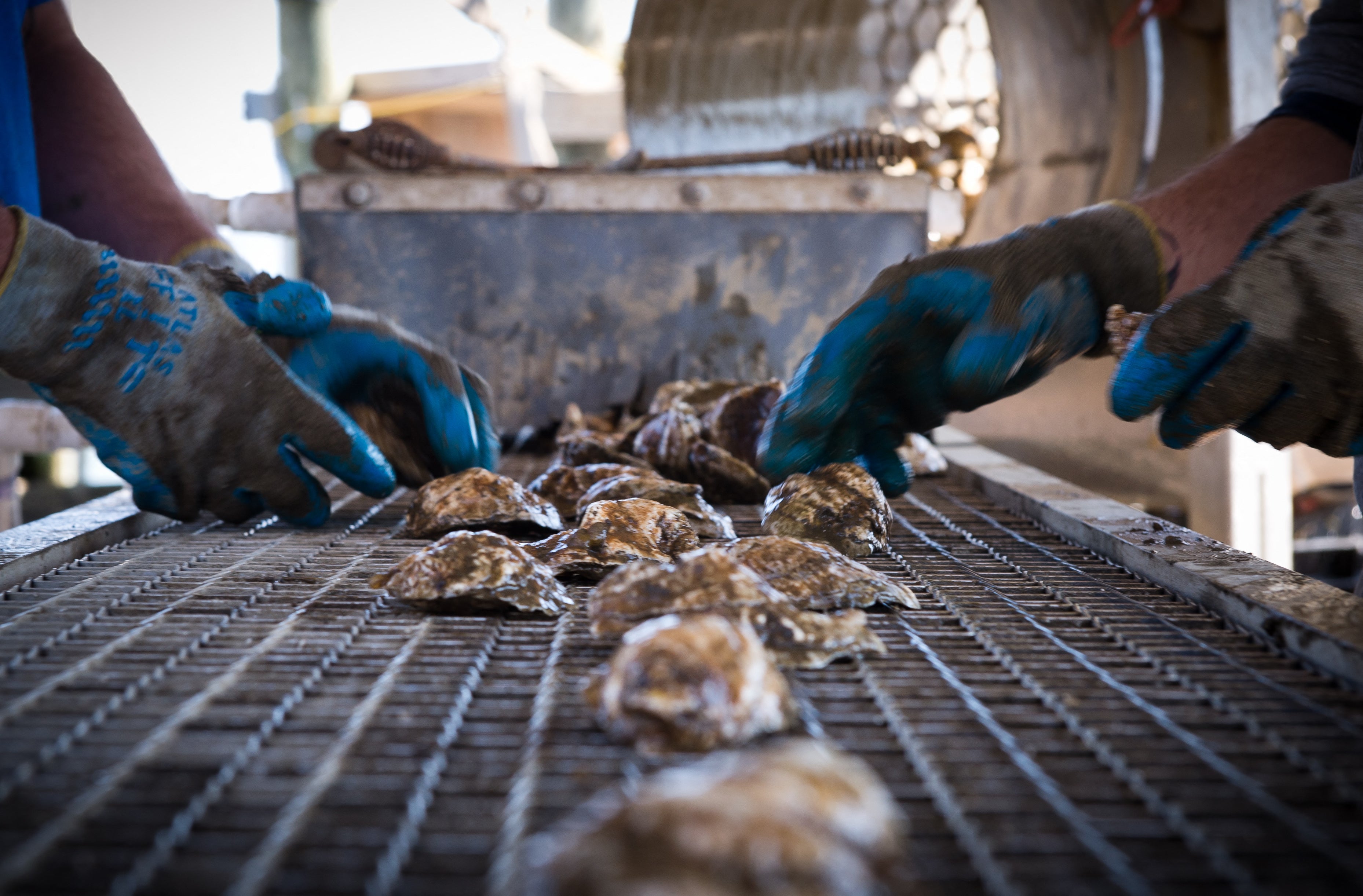 <p>Oysters could be in short supply this year after a harsh winter decimated farms along Long Island</p>