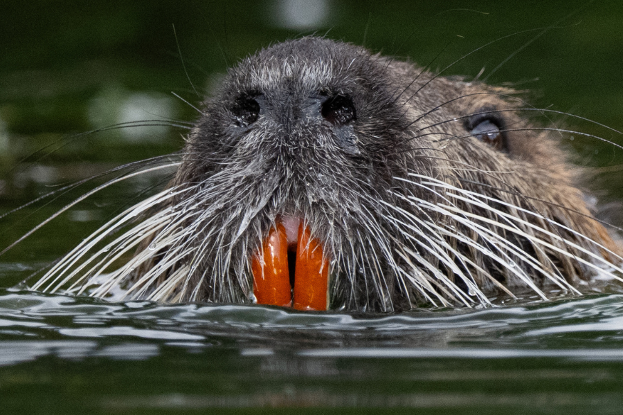 Giant rodent that could devastate California wetlands was ‘deliberately’ reintroduced to population, experts fear