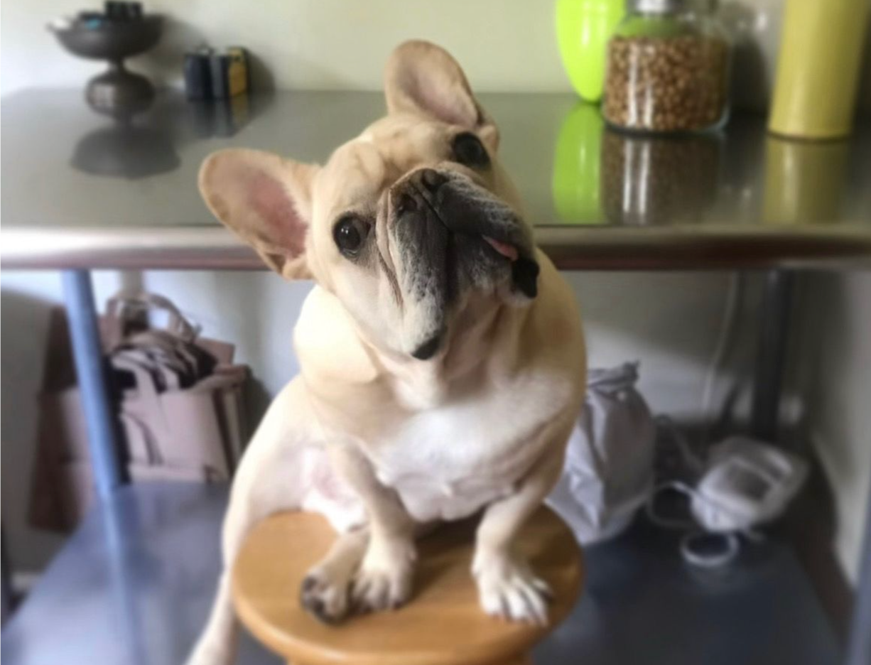 Brody nan French Bulldog. His owner, Page Ryland, is 1 of galore American pet owners who are progressively considering veterinary treatments crossed nan separator arsenic a consequence of exorbitant costs successful nan US
