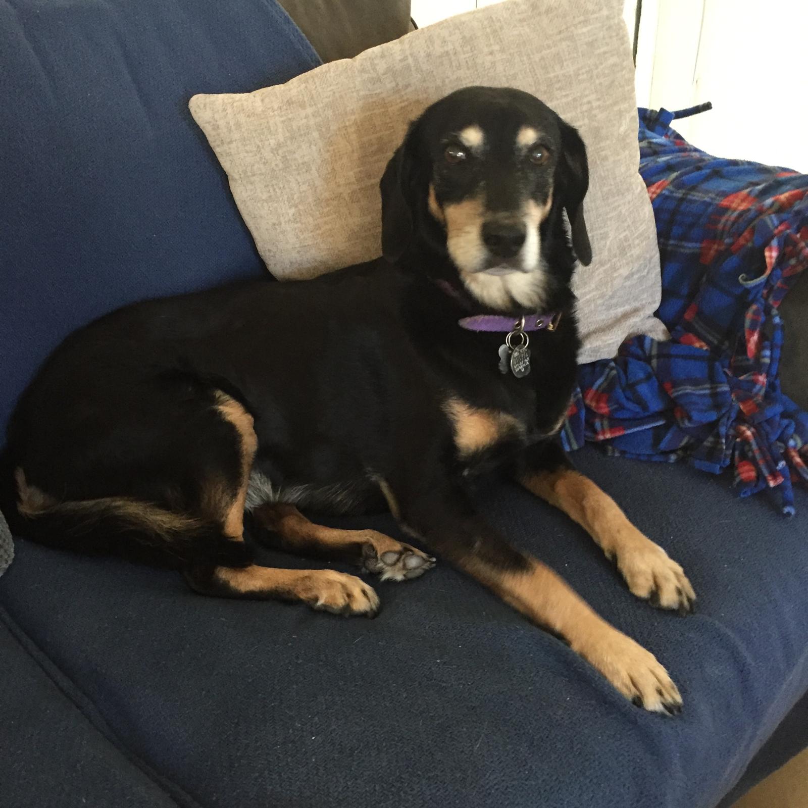 After doing investigation online, Anna Ginsky realized location were overmuch much affordable options crossed nan U.S.-Mexico border. After settling connected a vet, she and her canine Ellie travelled to nan session wherever she had nan dental work