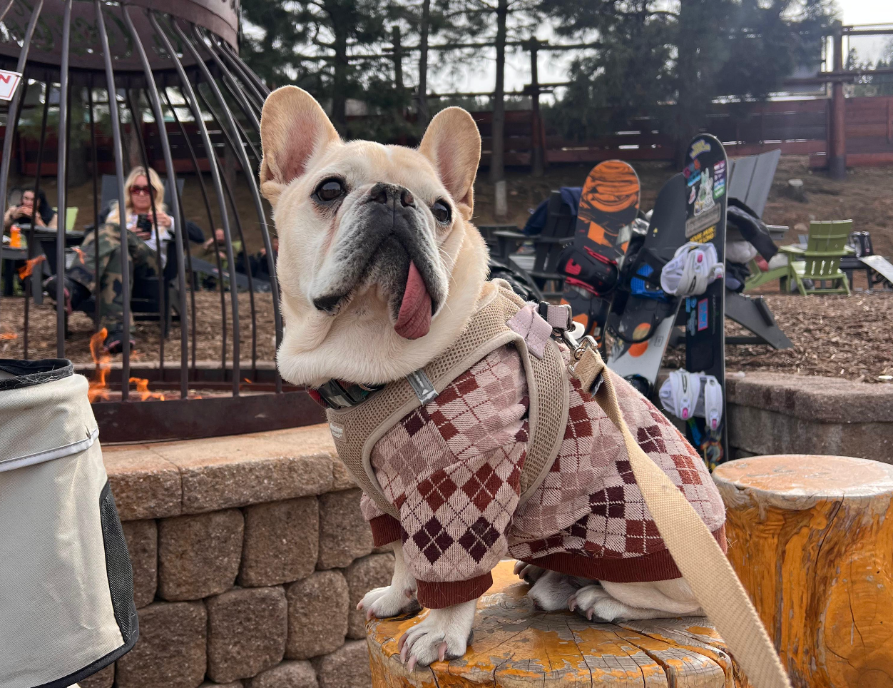 Doggy Healthcare Breaking The Budget? Grab Your Pooch And Passport And Head To Tijuana