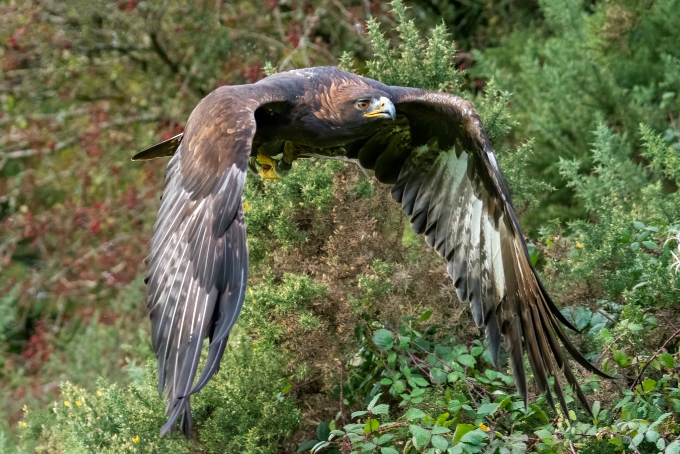 A golden eagle flies