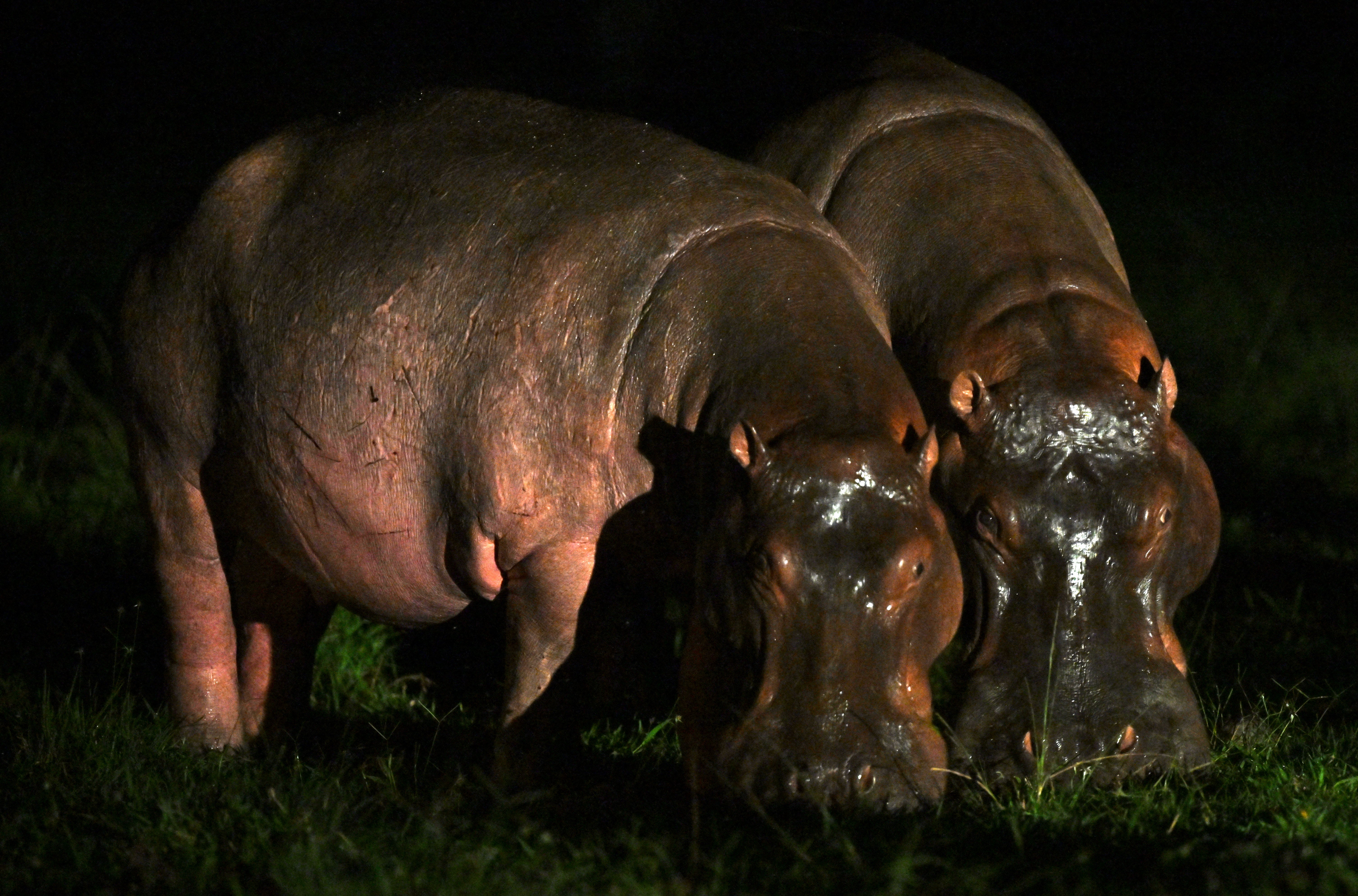 The hippos are one of the main attractions at the Nápoles ranch, which was confiscated by Colombia’s government as it seized Escobar’s properties