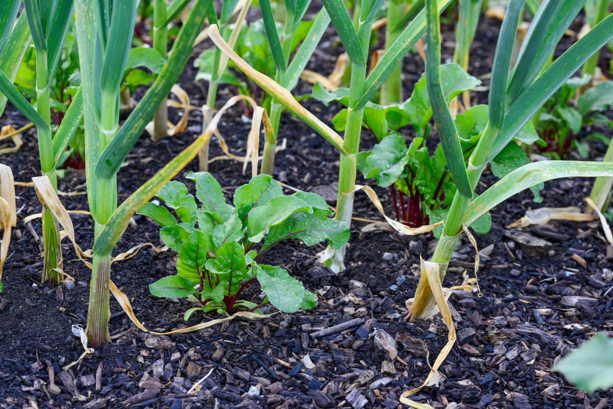 Companion Planting Guide Details Vegetable Combinations for Gardeners