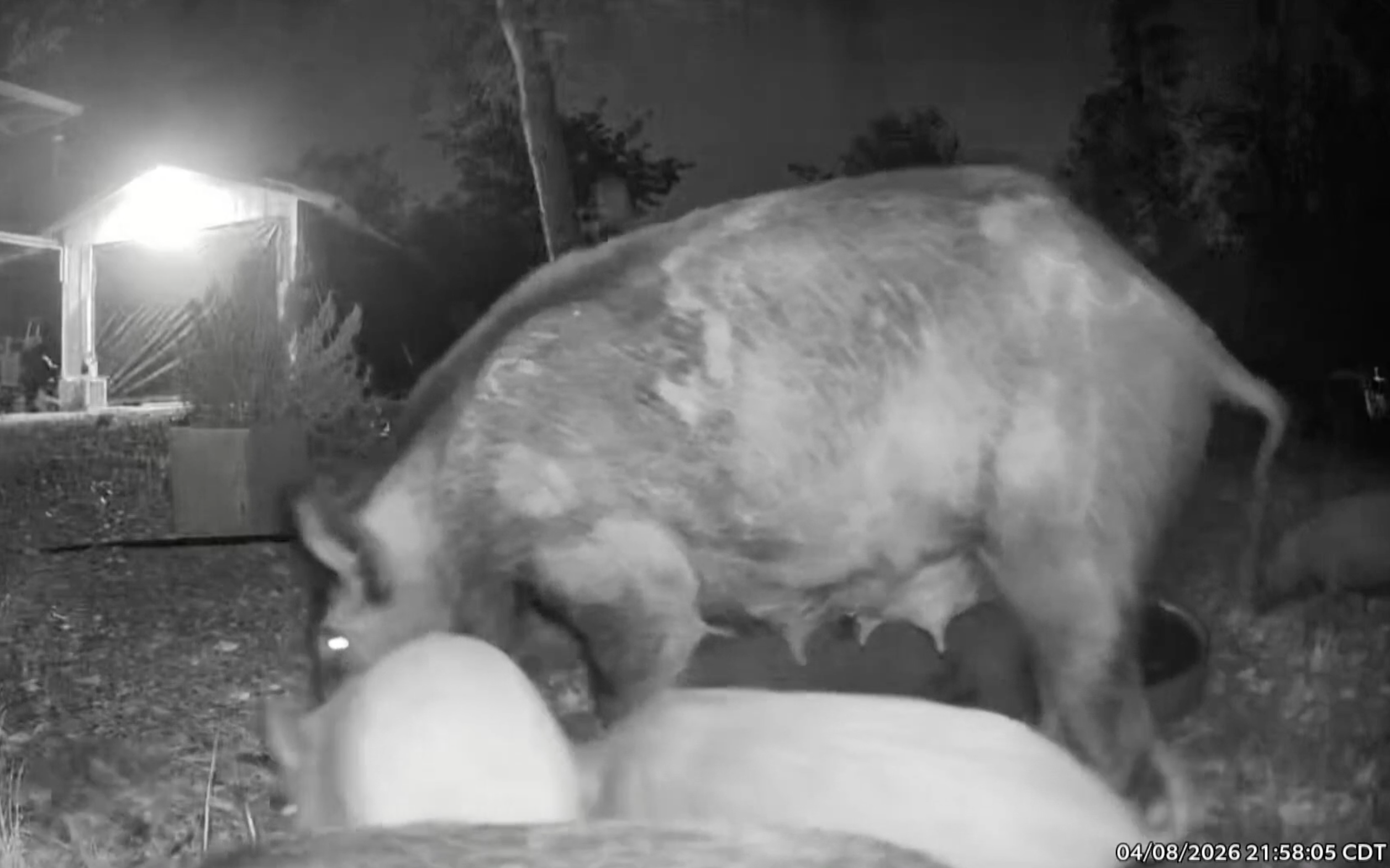 Invasive feral hogs are showing up in Texas neighborhoods for the first time as residents beg city leaders for help: report