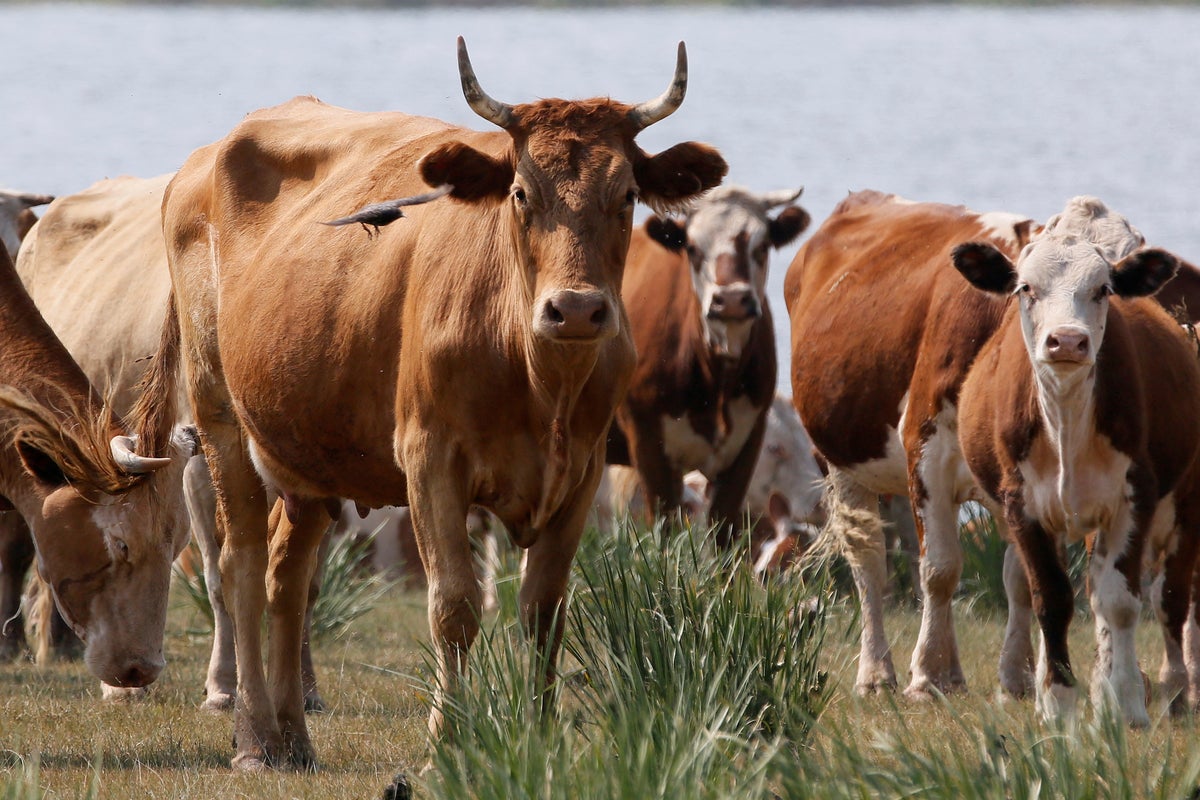 https://static.the-independent.com/2026/04/15/22/2026-03-25T082359Z_1796121919_RC2JBKAM5A9D_RTRMADP_3_RUSSIA-CATTLE-KAZAKHSTAN.jpg?width=1200&height=800&crop=1200:800