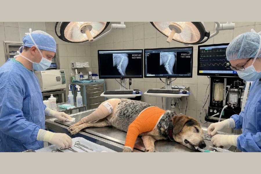 Scammers used AI images to try and swindle $2,800 from desperate family searching for missing dog