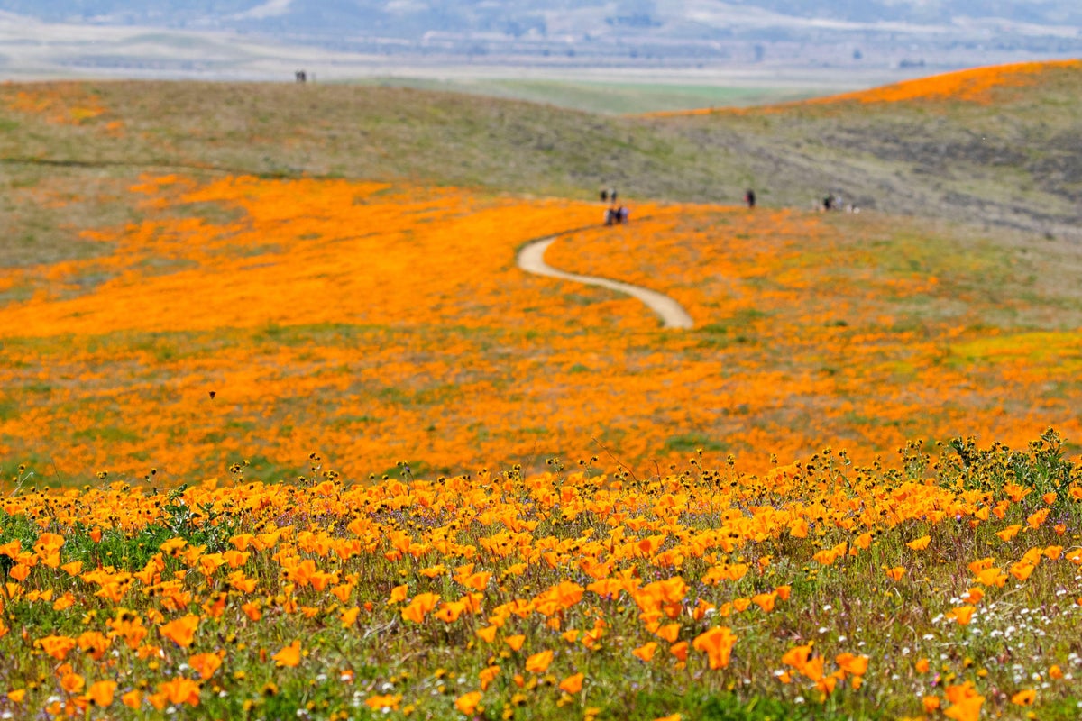 Wildflower tourism is the next trend. Here’s the five best blooming places this year