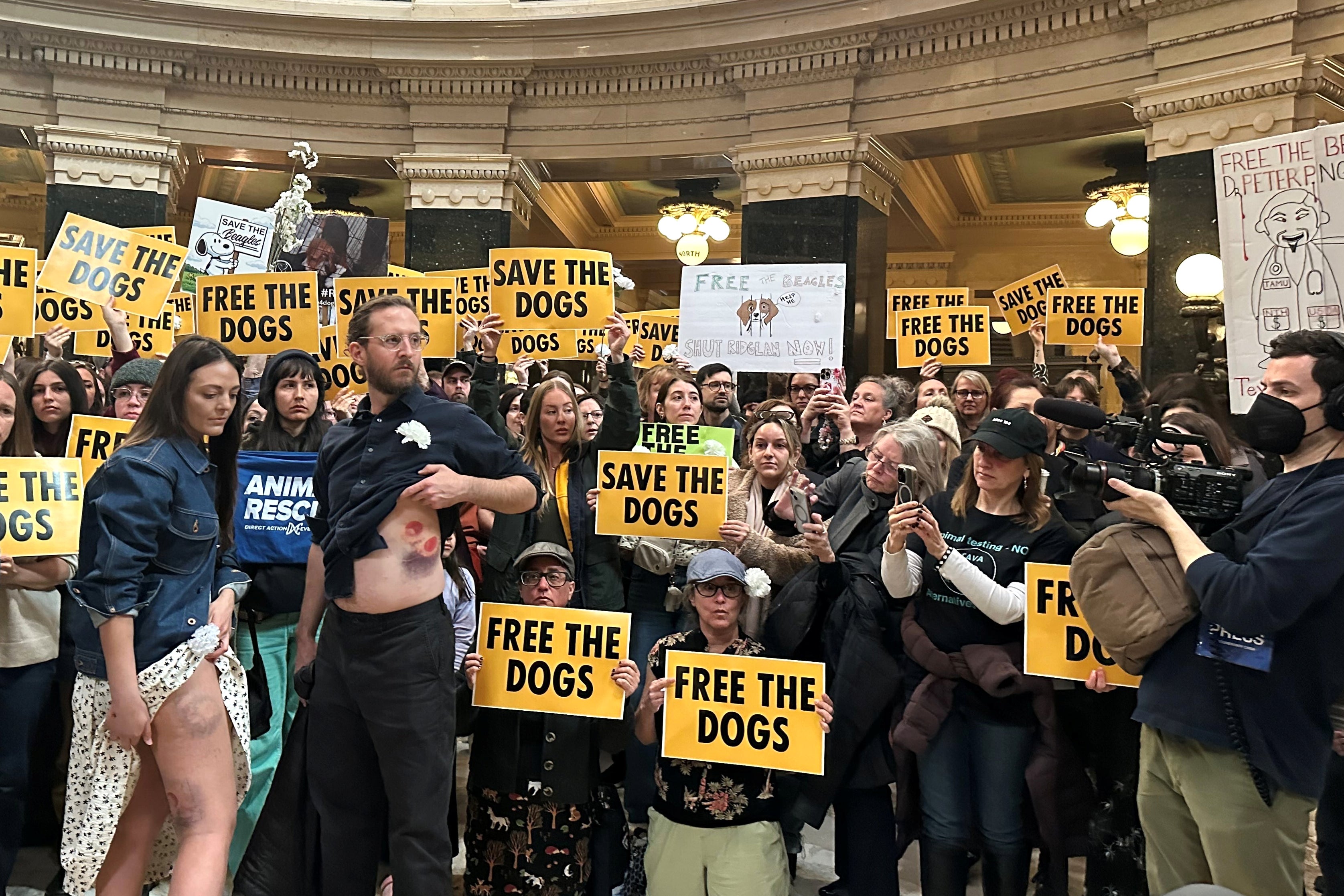 Animal authorities activists protesting successful nan Wisconsin State Capitol show disconnected wounds they opportunity they suffered erstwhile they fought pinch constabulary 2 days earlier extracurricular of a canine breeding and investigation facility, Monday, April 20, 2026, successful Madison, Wis. (AP Photo/Scott Bauer)