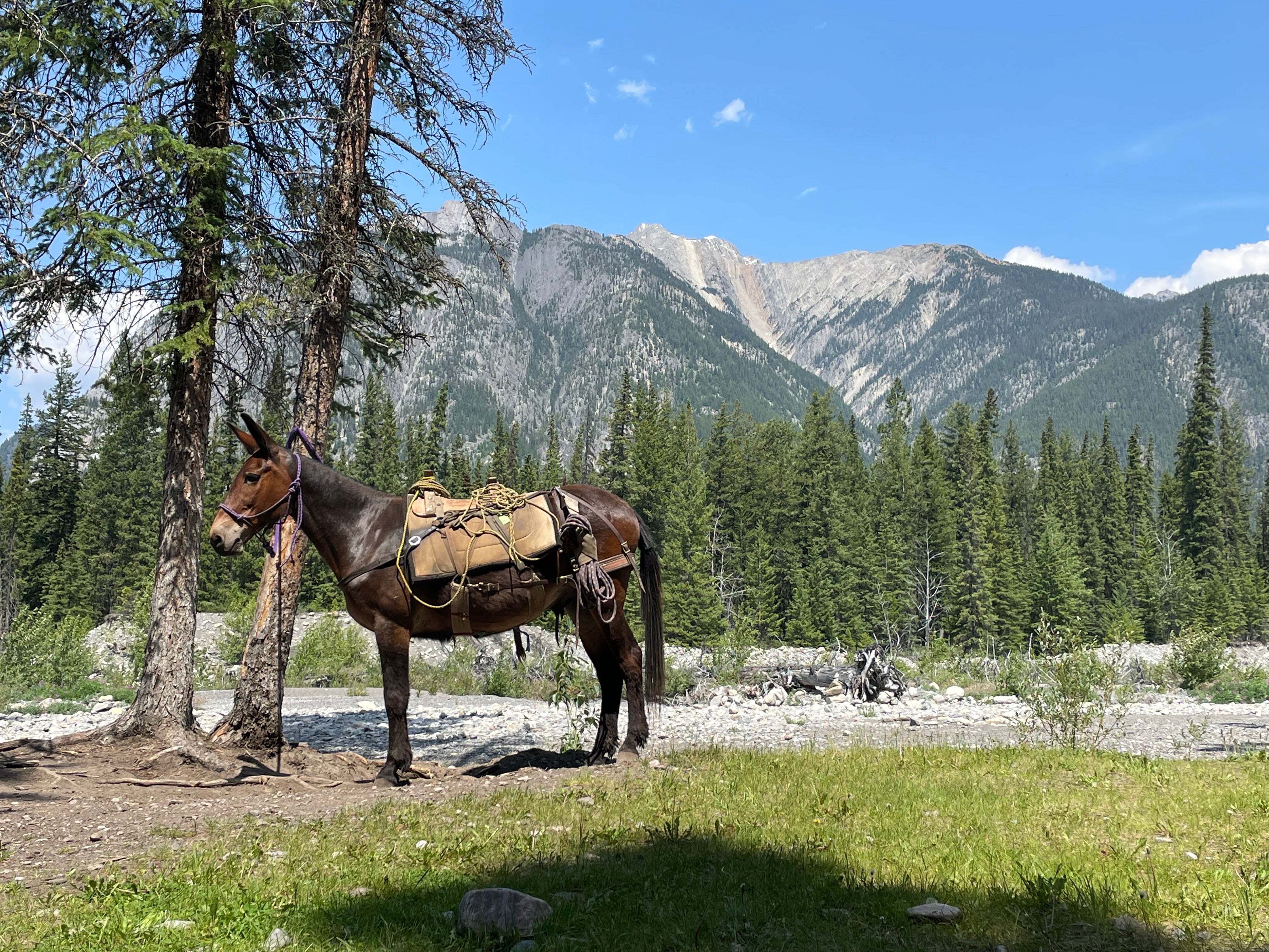 Bugsy the mule in the Rocky Mountains in Banff, Alberta