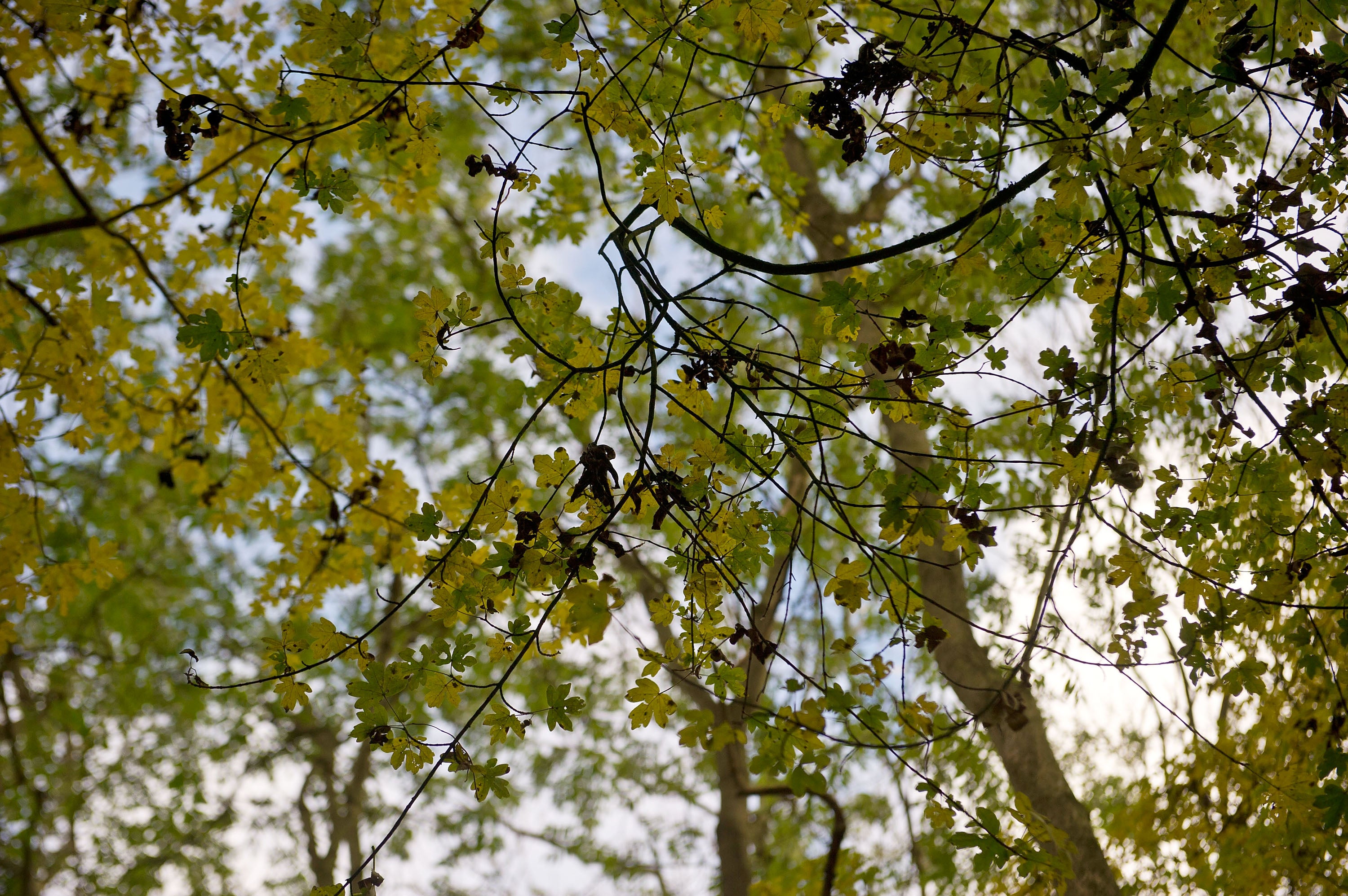 Many ash trees have been identified as having Ash Dieback Disease