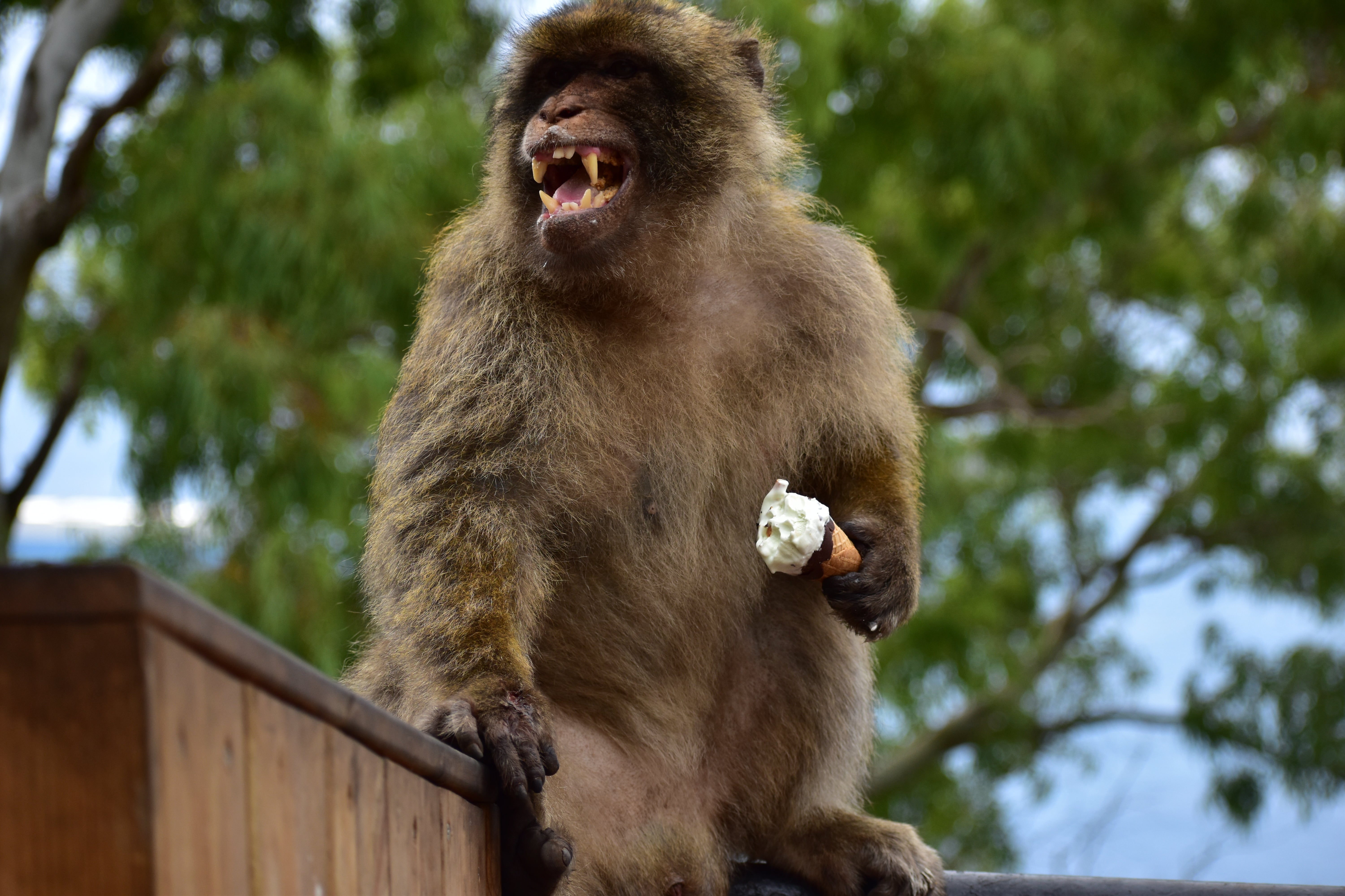 Monkeys living on Gibraltar have learned that swallowing soil can quell upset stomachs