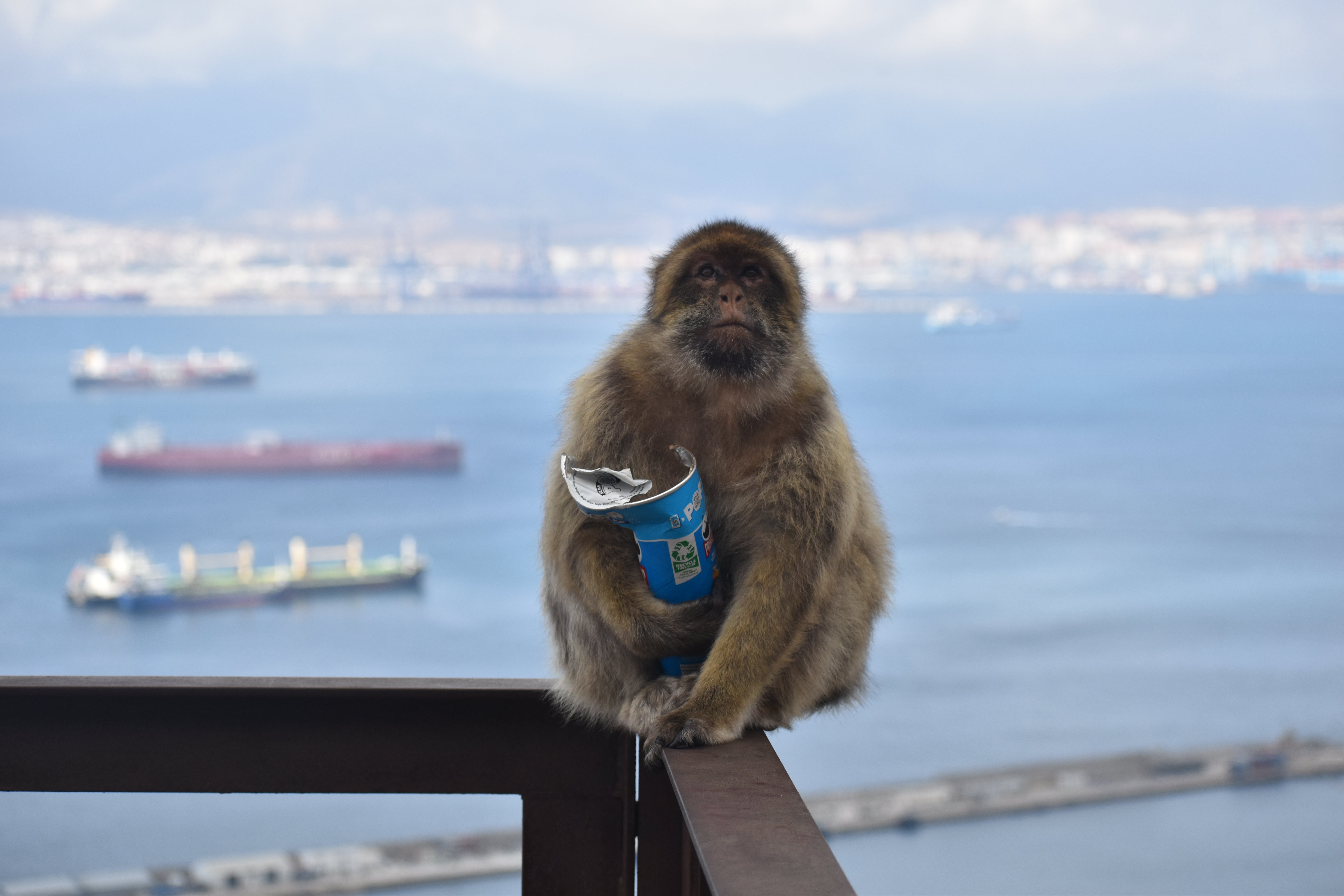 A macaque with a tube of Pringles