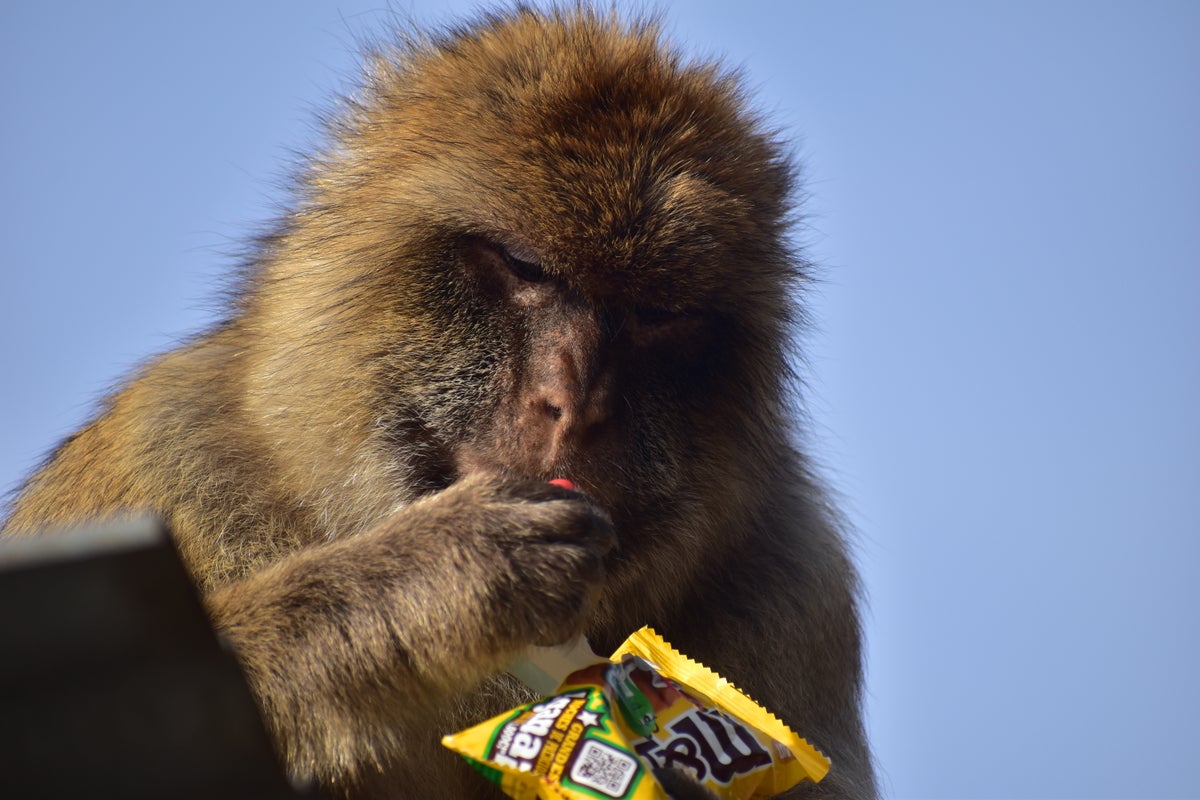 Monkeys in Gibraltar find way to keep eating tourist junk food without the upset stomach
