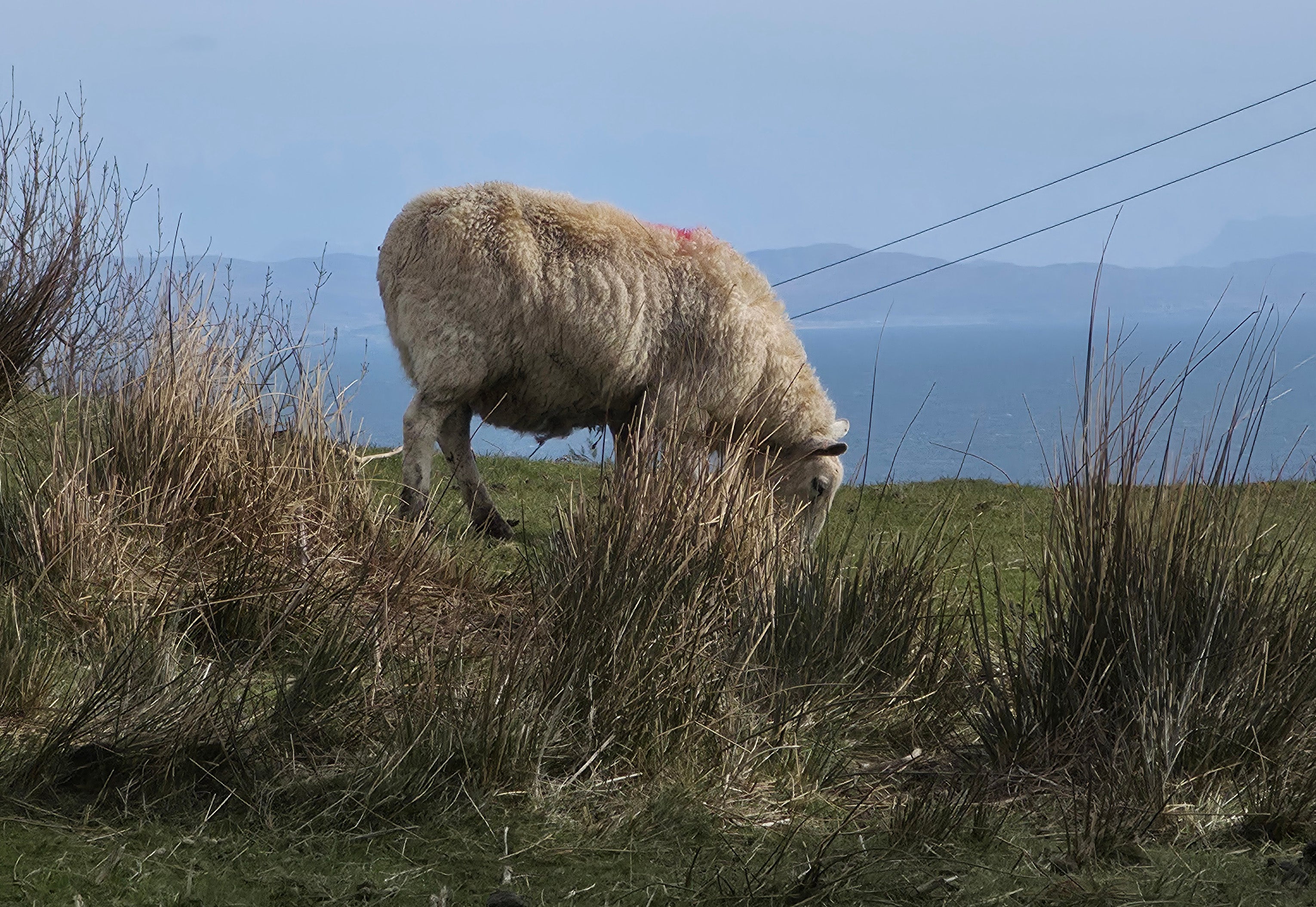 From sheep to seals, Somhairle found the 10x optical zoom perfect for capturing wildlife