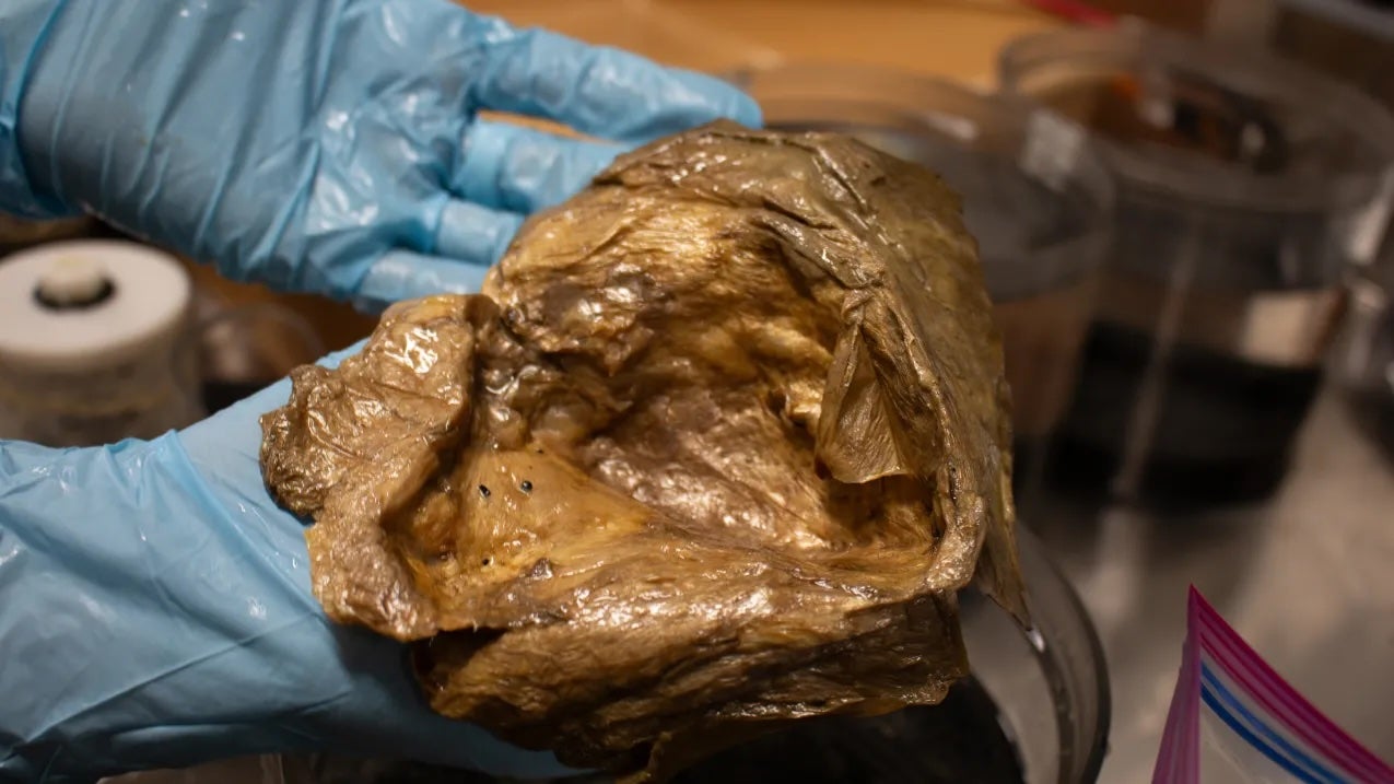 Scientists identify mysterious ‘golden orb’ found on ocean floor