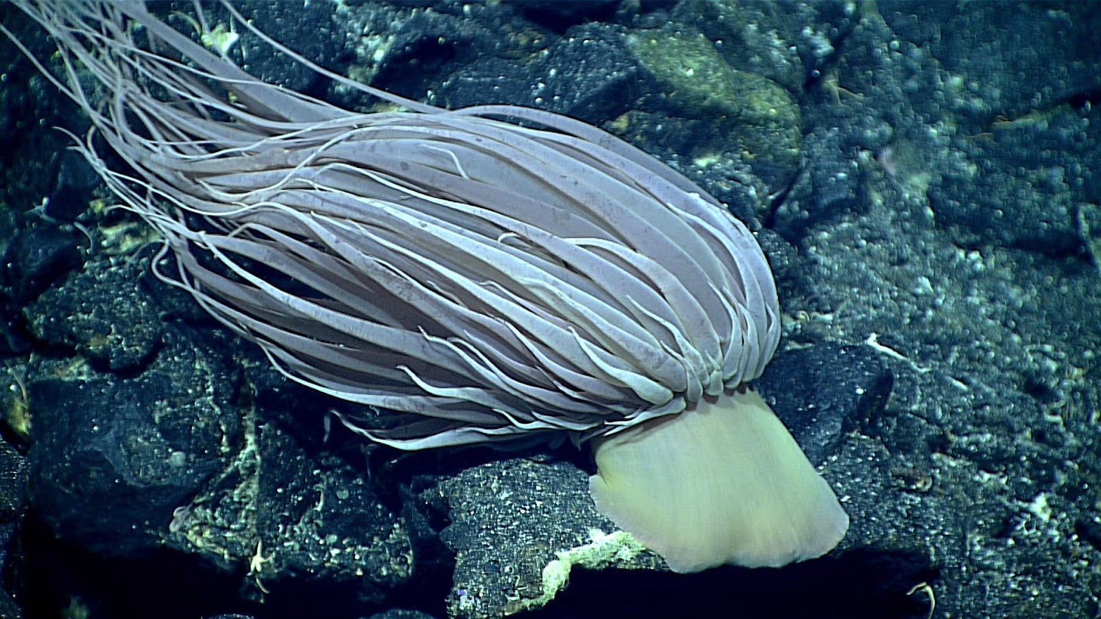 Scientists saw this Relicanthus daphneae deep-sea anemone in 2016 around the Mariana Islands. It’s the same species as the orb