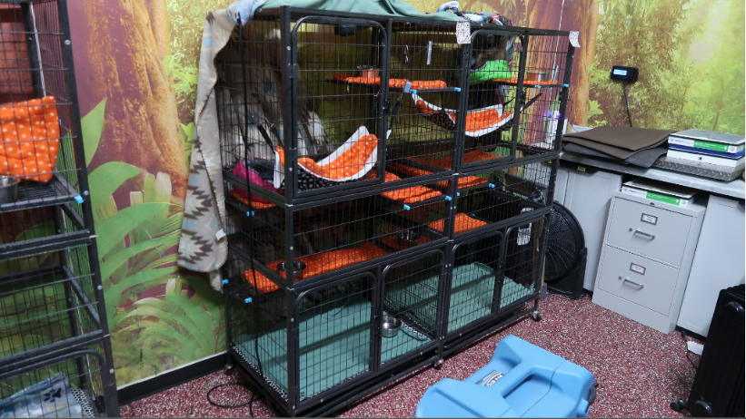 Officials deemed these cages 'too mini for nan sloth contained individually successful each one'