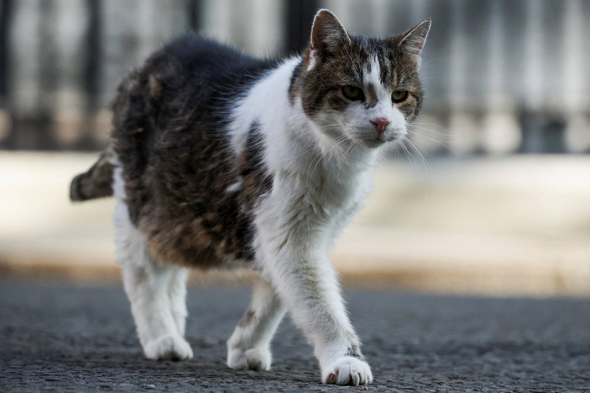 Researchers identify the simplest way to help your cat live longer