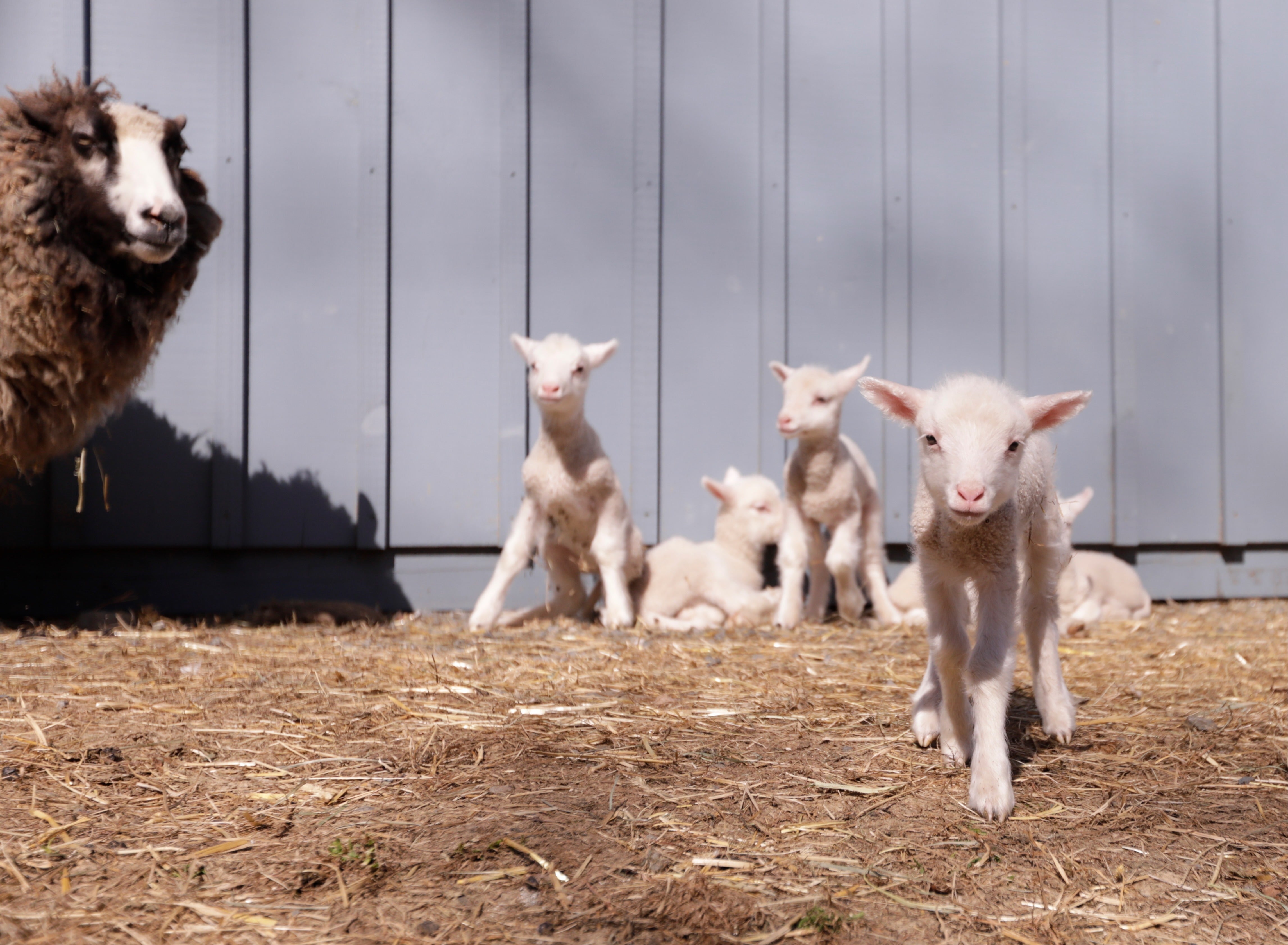 A sheep owned by O'Connor, who runs Clover & Bee Farm successful Underhill, Vermont, pinch her husband, Gunnar, gave commencement to a uncommon batch of six lambs earlier this month