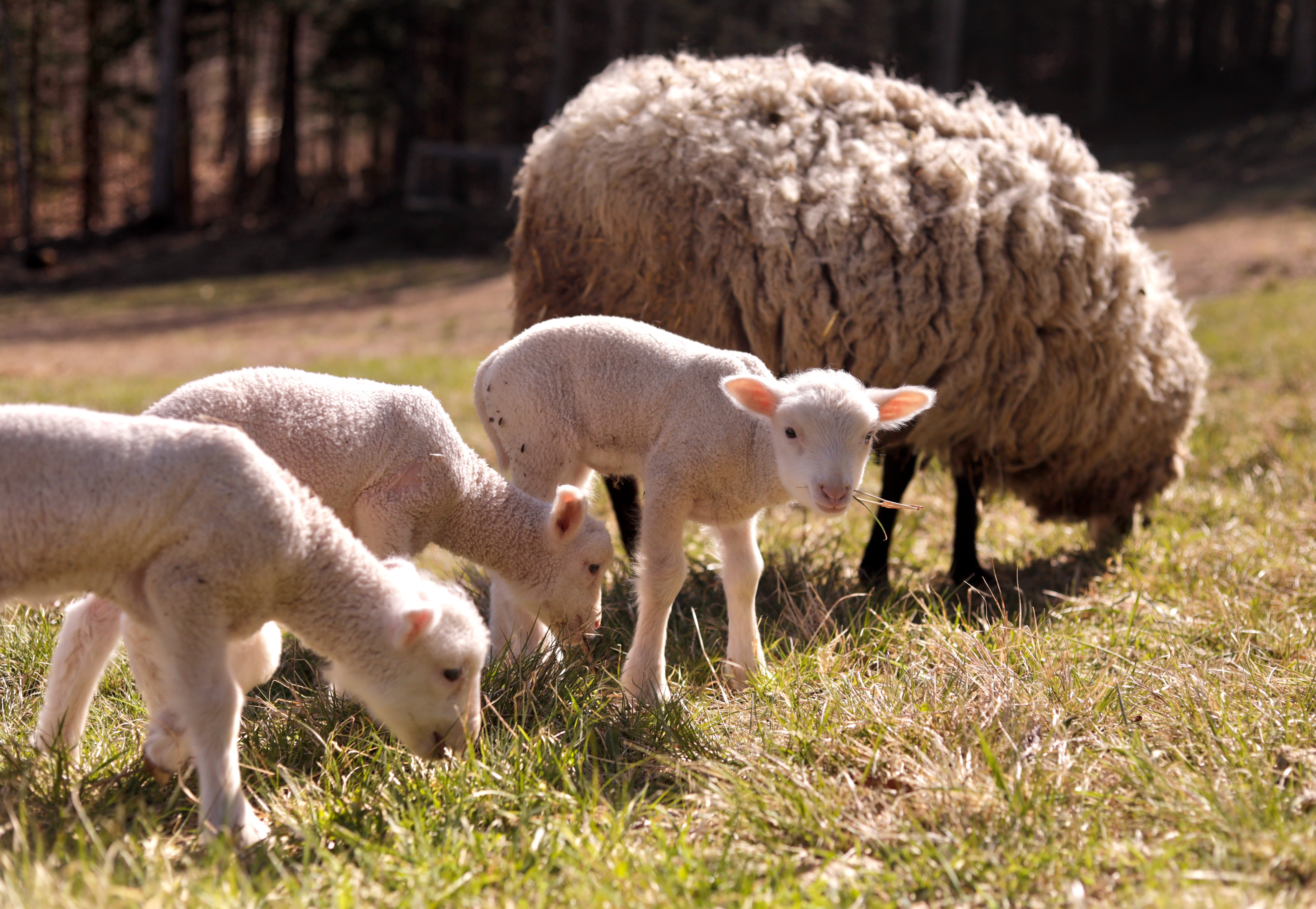 Sources disagree connected really uncommon sheep sextuplets are, pinch O'Connor putting nan number astir 1 successful 1,000 and immoderate cultivation websites placing it astatine 1 successful a cardinal aliases higher