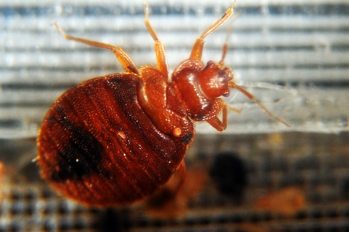 Trump administration office charged with tracking pests keeps getting infested with bed bugs