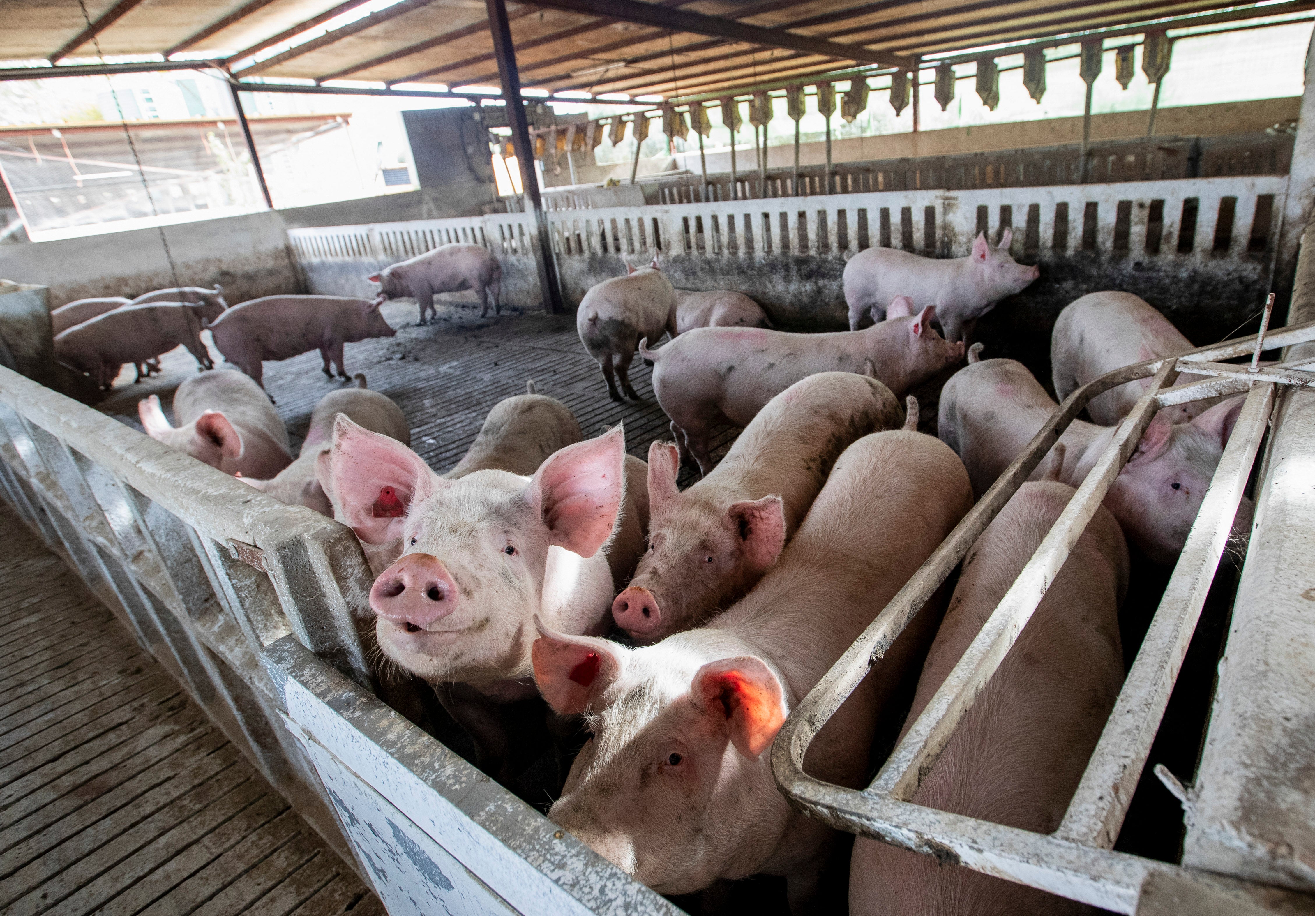 The closure of Las Vegas’ celebrated all-you-can eat buffets has meant livestock farmers are shifting to caller sources of discarded to provender their animals