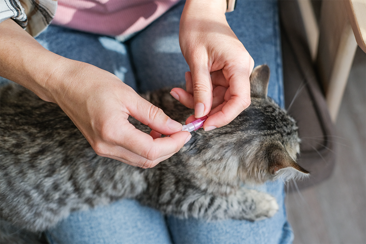 Best flea treatments for your cat, recommended by vets