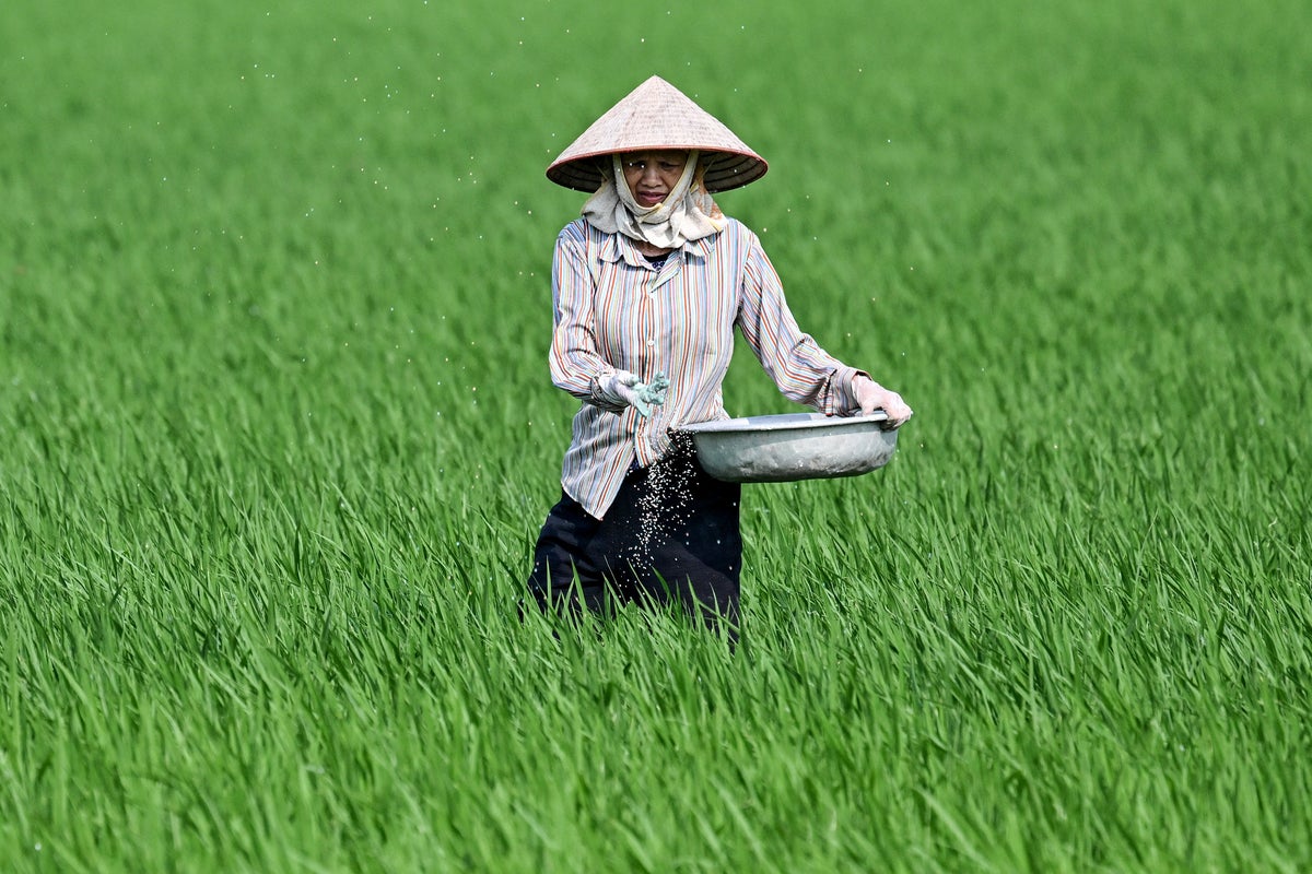 Global rice shortage looms as Middle East war and El Niño threaten world’s food security