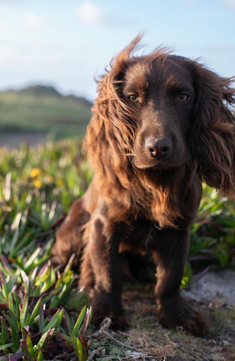 Prince William and Kate Introduce New Cocker Spaniel Otto on His First Birthday — image 4
