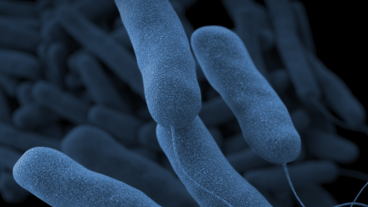 Legionella germs is seen successful this schematic image from nan U.S. Centers for Disease Control and Prevention