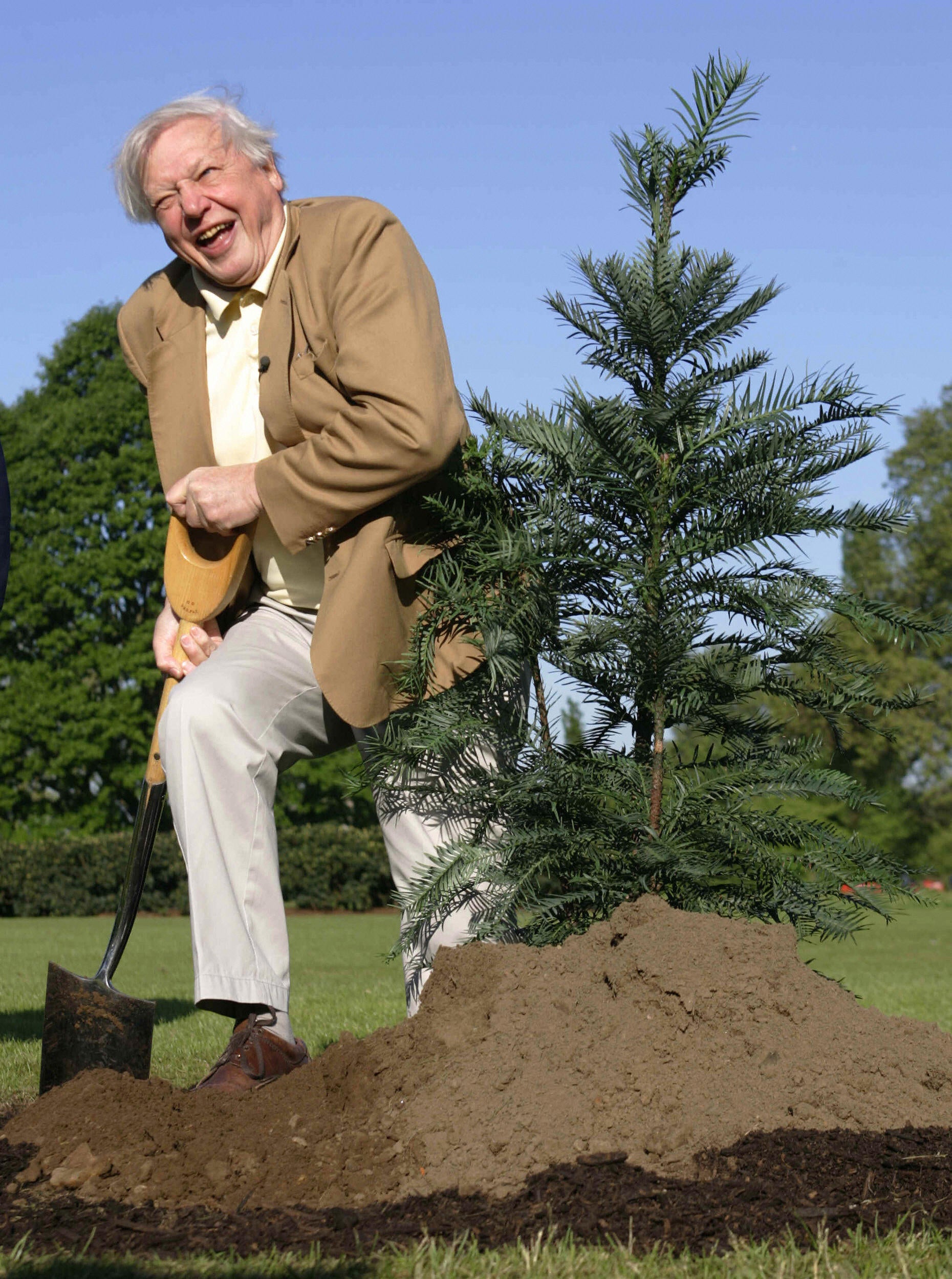 From ancient dinosaurs to rare butterflies: The many species named in honour of Sir David Attenborough