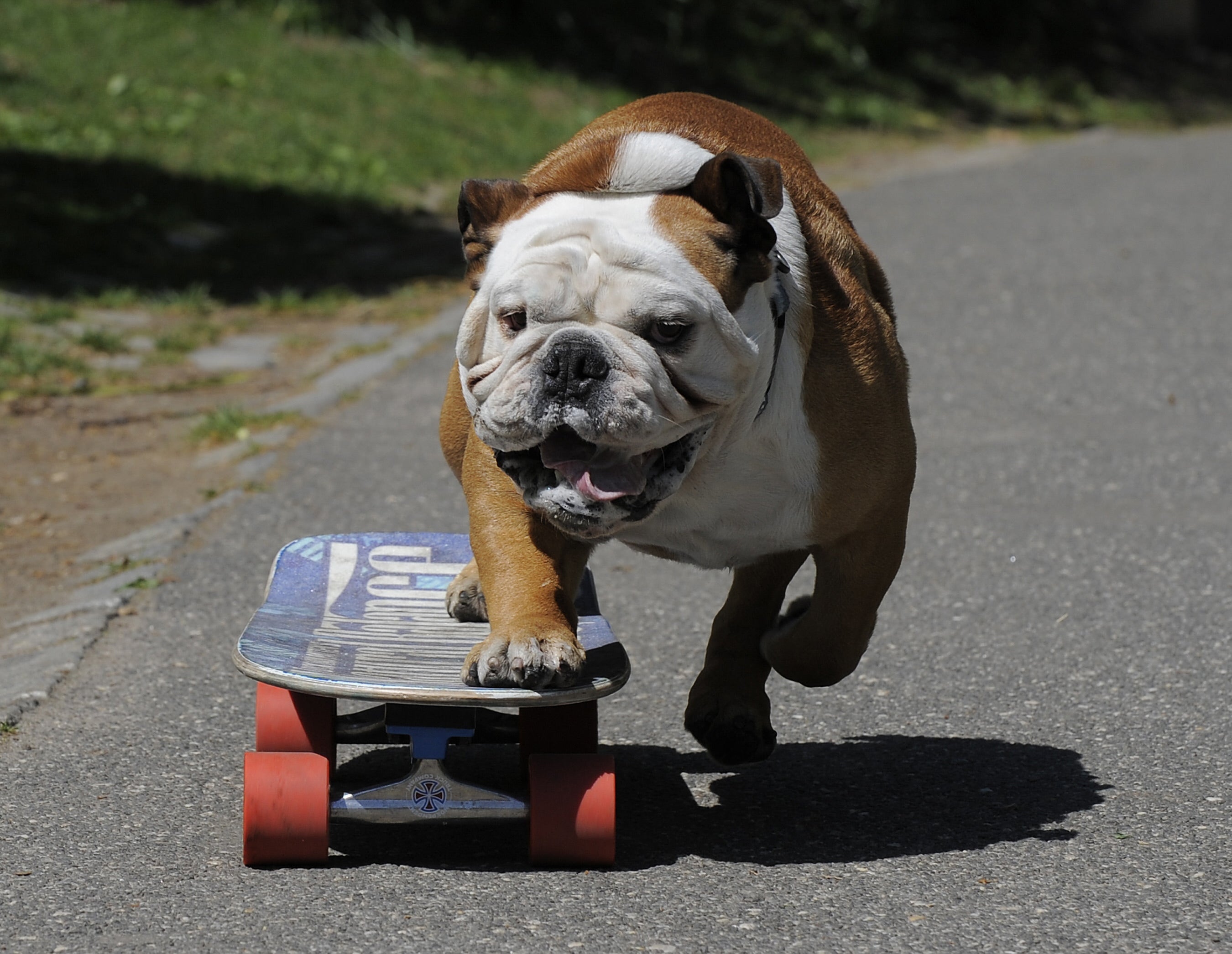 Tillman, the world’s fastest skateboarding canine, skateboards in New York City’s Central Park in April 2010. Experts say low-impact sports are a great way to ensure older dogs stay active
