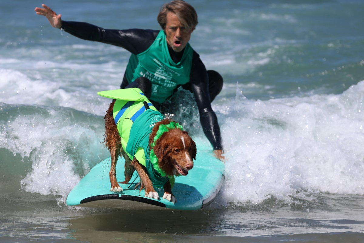 Experts share the best ways to help your dog live longer Experts share the best ways to help your dog live longer