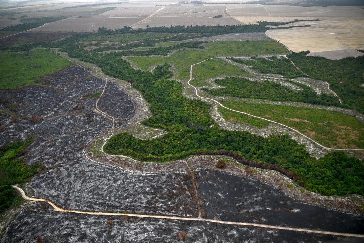 Gold Rush Fuels Amazon Deforestation And Mercury Poisoning In Brazil’s Protected Areas
