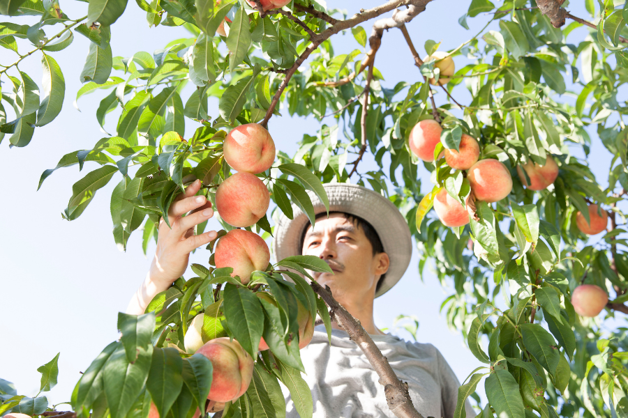 California Farmers To Destroy 420,000 Peach Trees After Del Monte Collapses