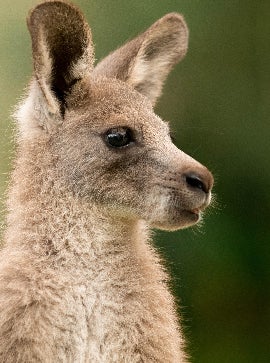 Prince George, Princess Charlotte and Prince Louis bestow charming Welsh name on baby kangaroo at Australia Zoo