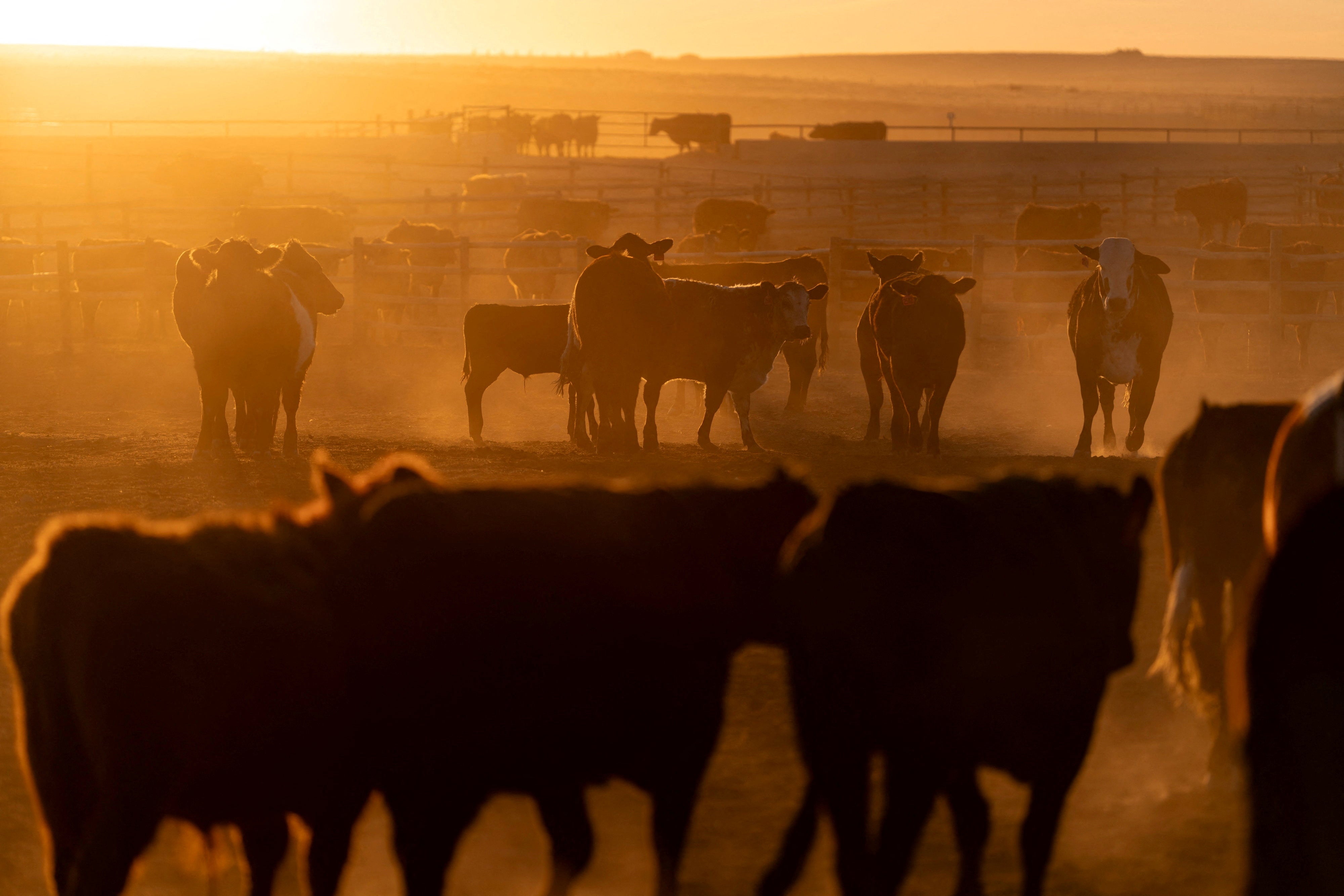 The Trump management is reportedly looking to relax tariffs connected overseas beef to thief consumers deed by record-high beef prices