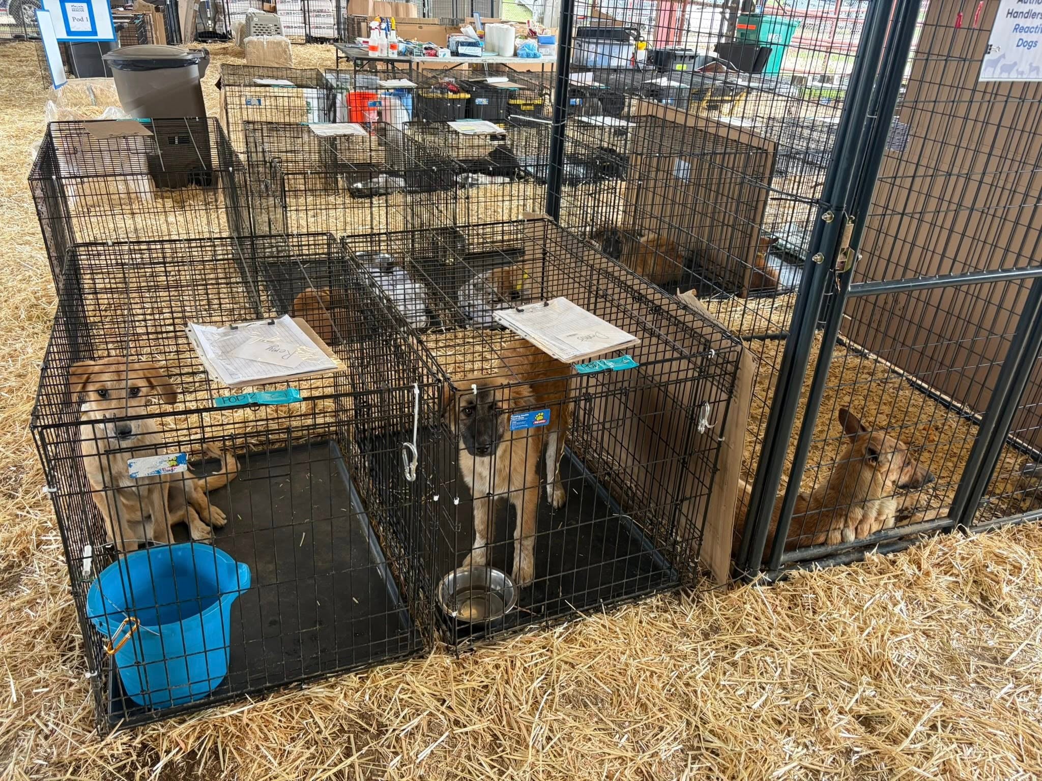 More than 125 dogs rescued from deplorable conditions at ‘hoarding’ homes in Texas